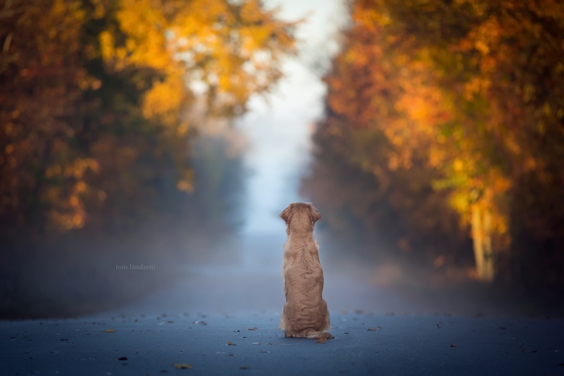 dog, fall, leaves, blue, animals, mist, road, solice, HD Wallpaper