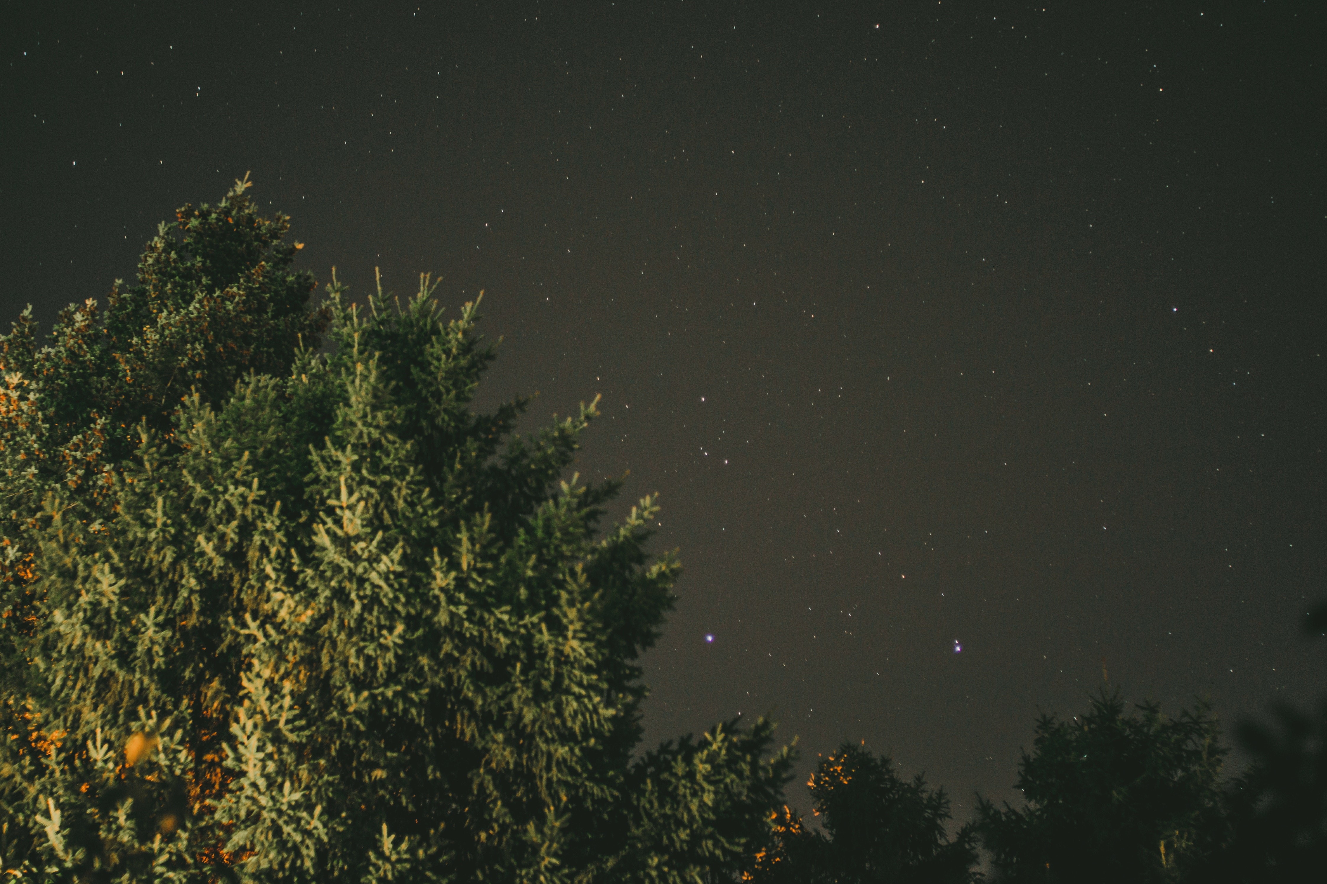 trees, starry night, night, green, HD Wallpaper