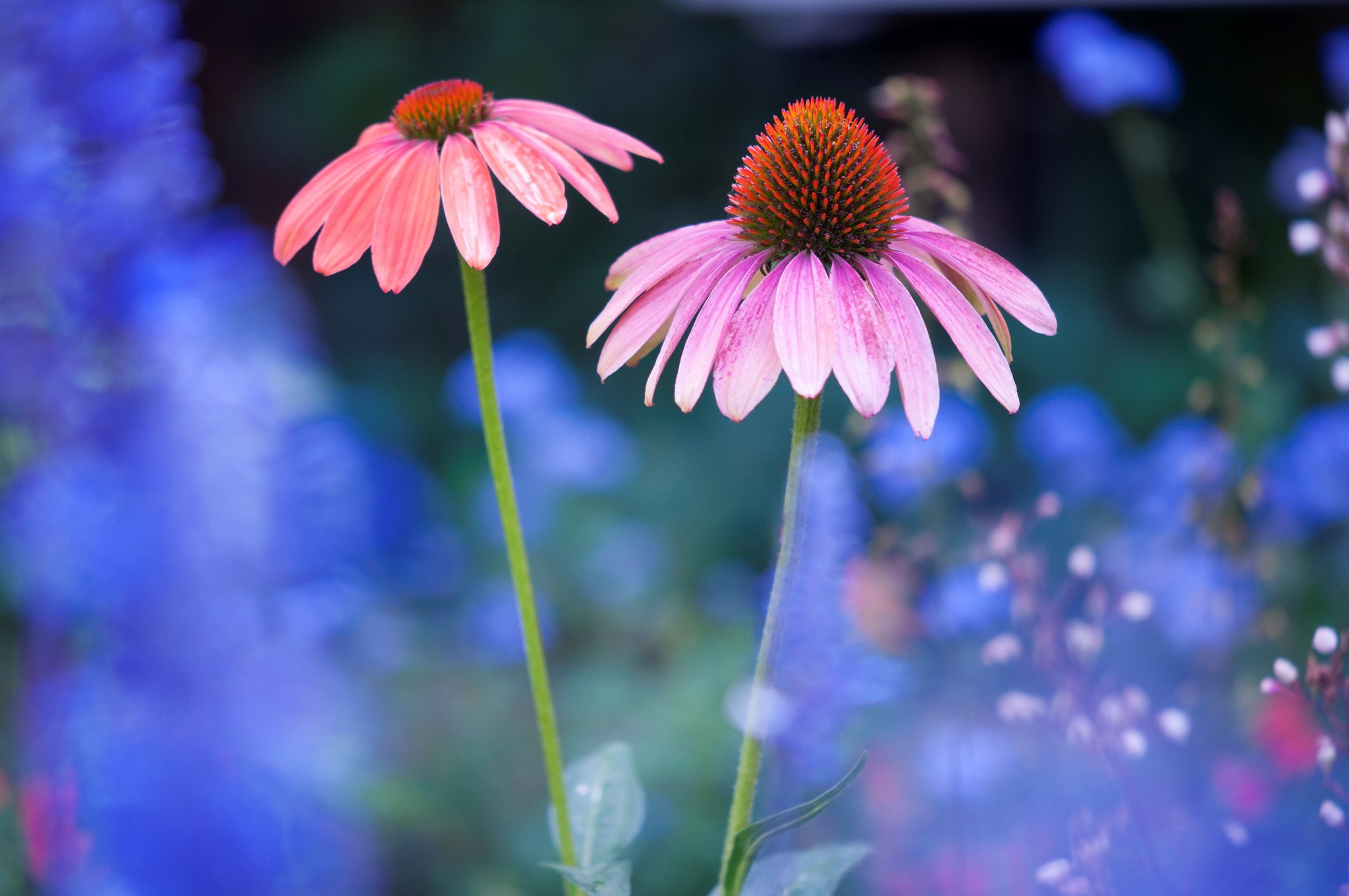 plants, blue, flowers, macro, nature, colorful, HD Wallpaper