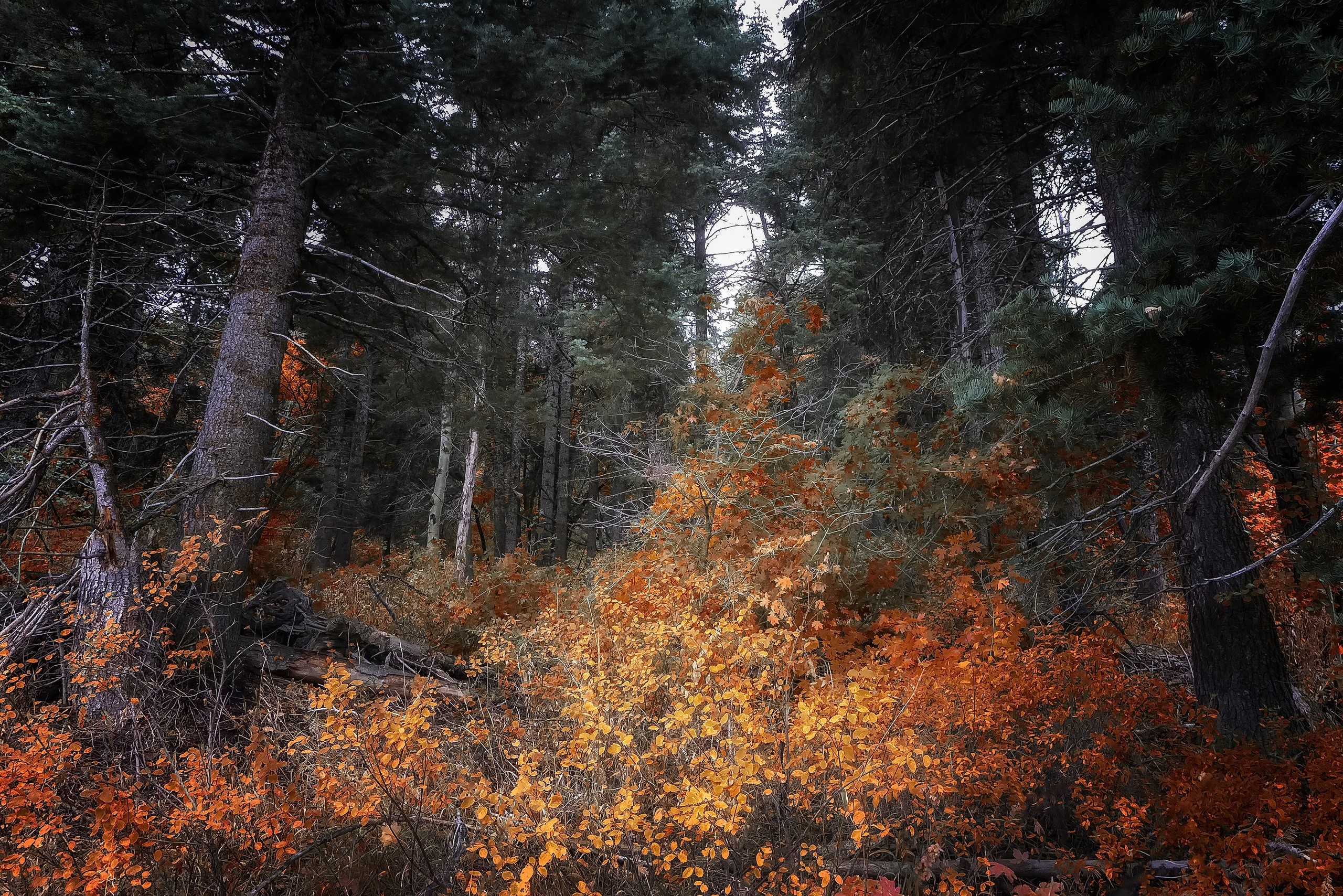 colorful, fall, leaves, trees, forest, nature, HD Wallpaper