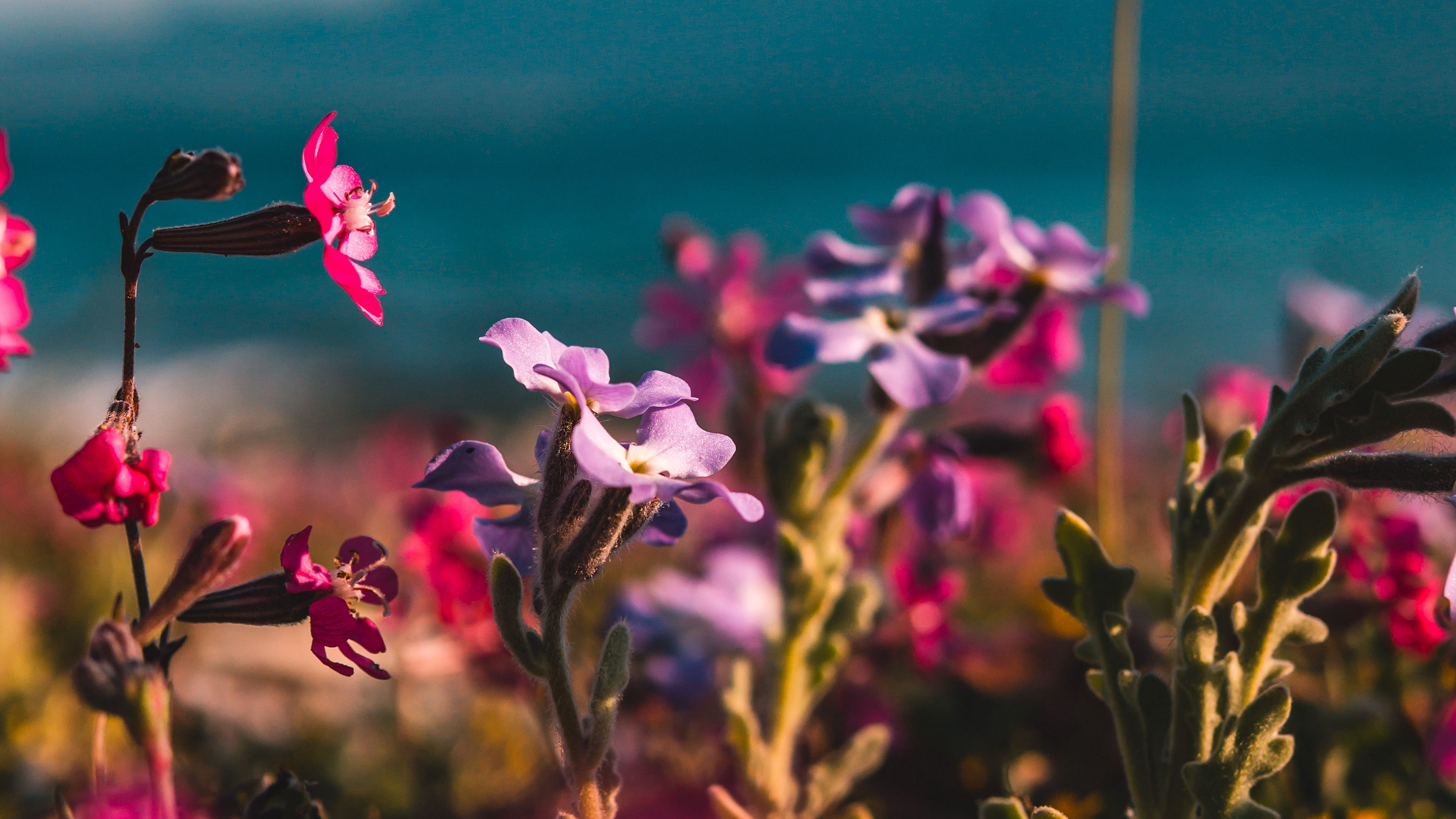 flowers, buds, plant, bloom, colorful, 4k, HD Wallpaper