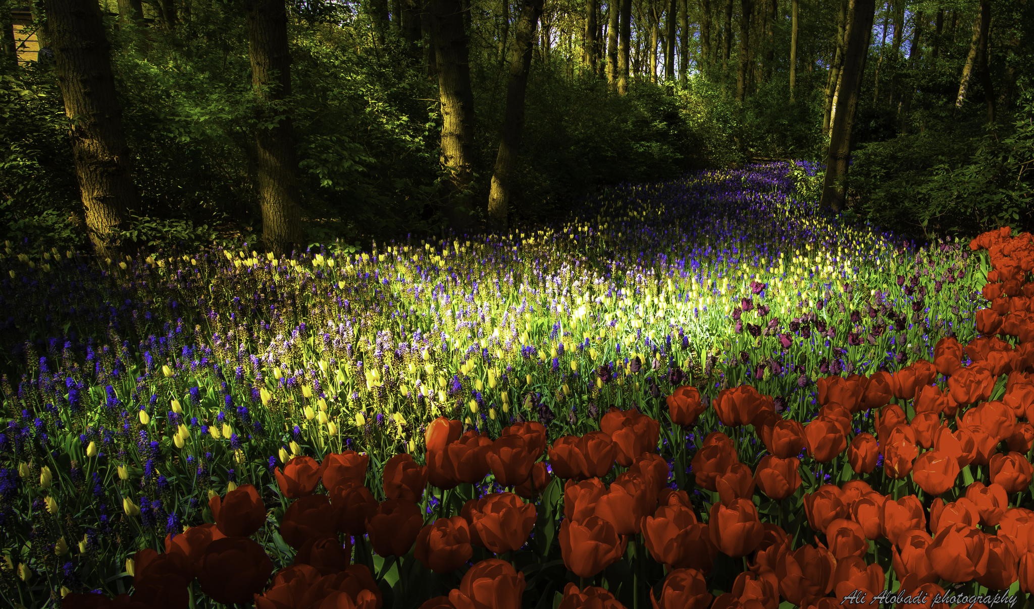 nature, landscape, flowers, plants, HD Wallpaper