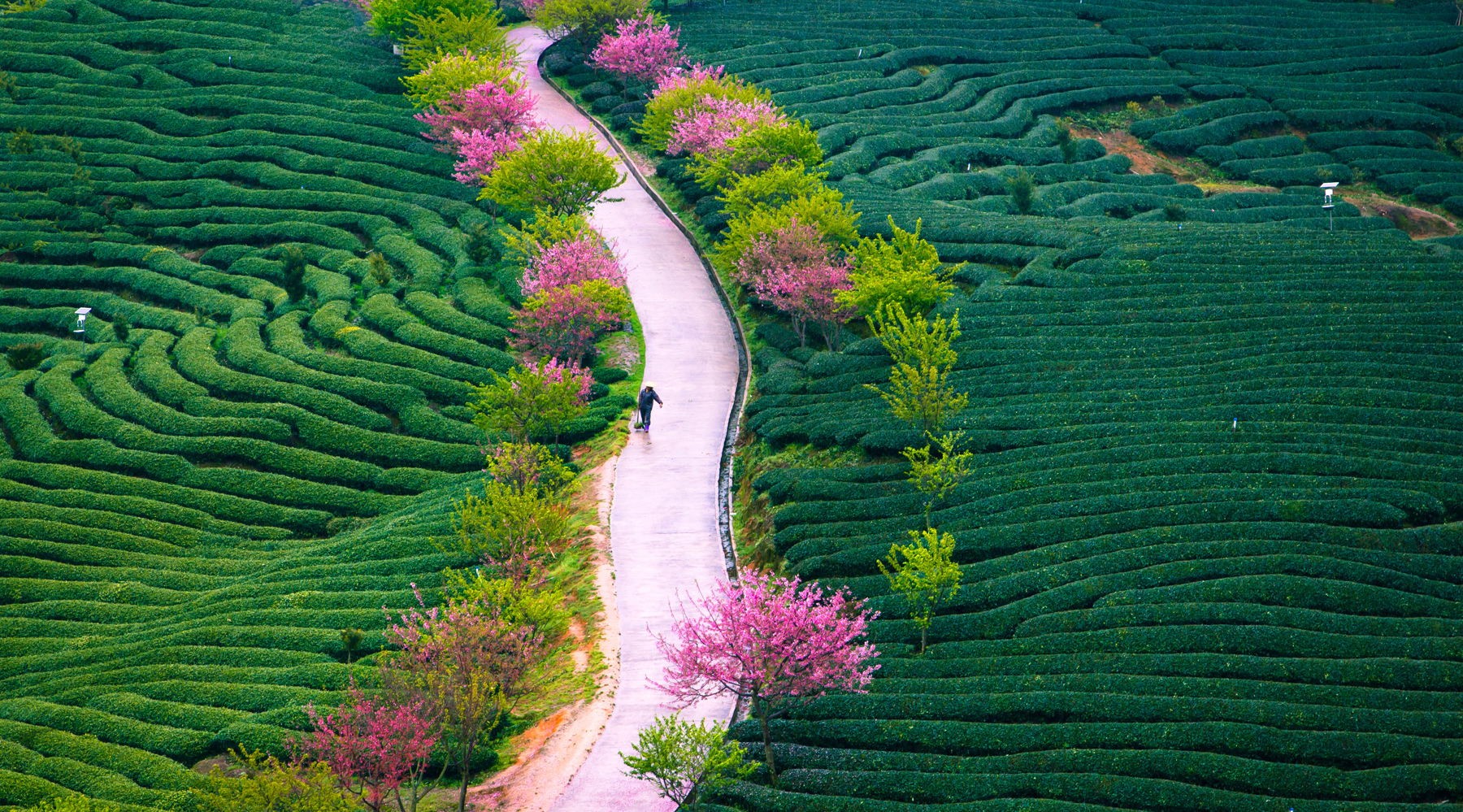 nature, landscape, field, colorful, plants, outdoors, HD Wallpaper