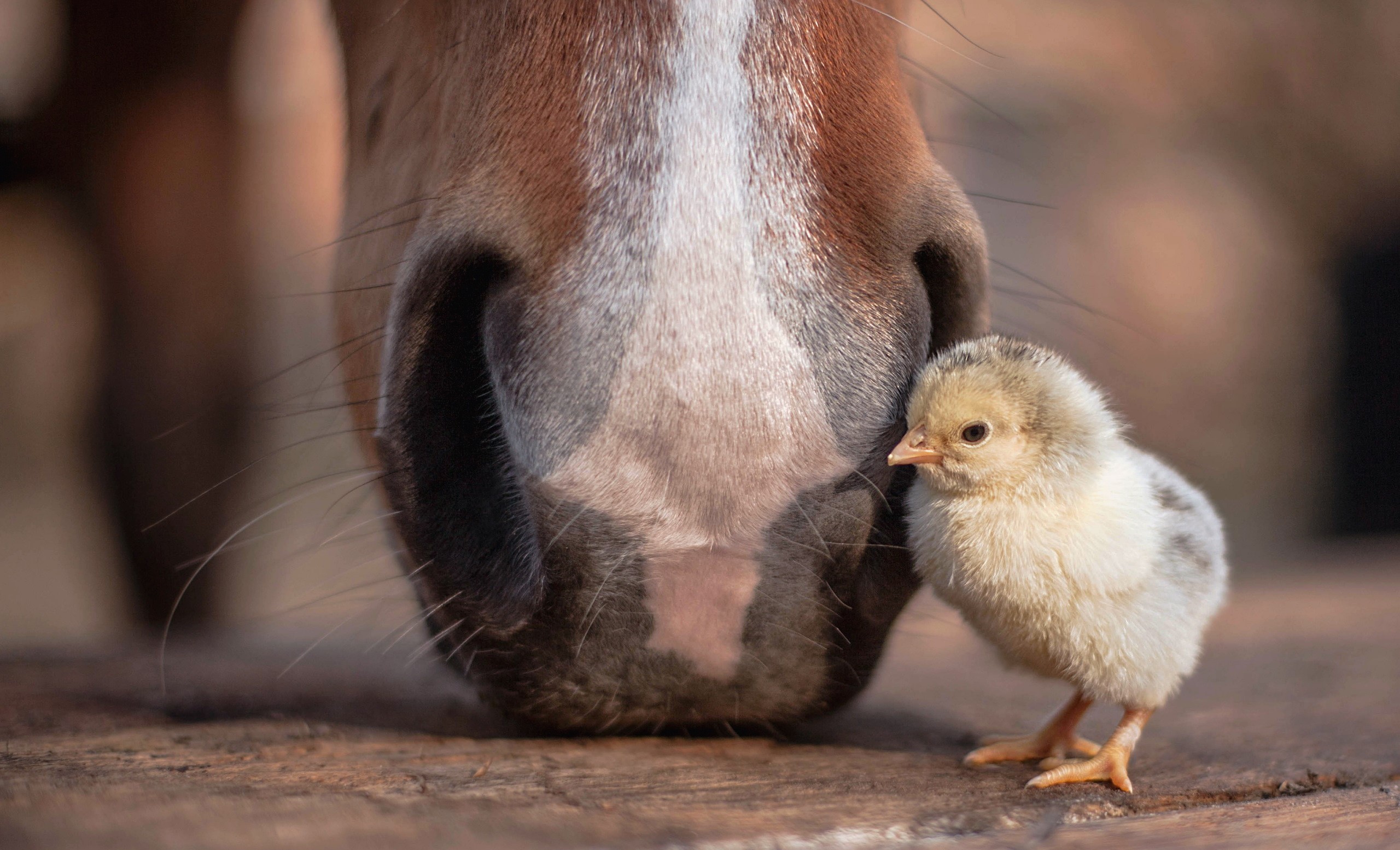 Chicken, baby animals, horse, HD Wallpaper