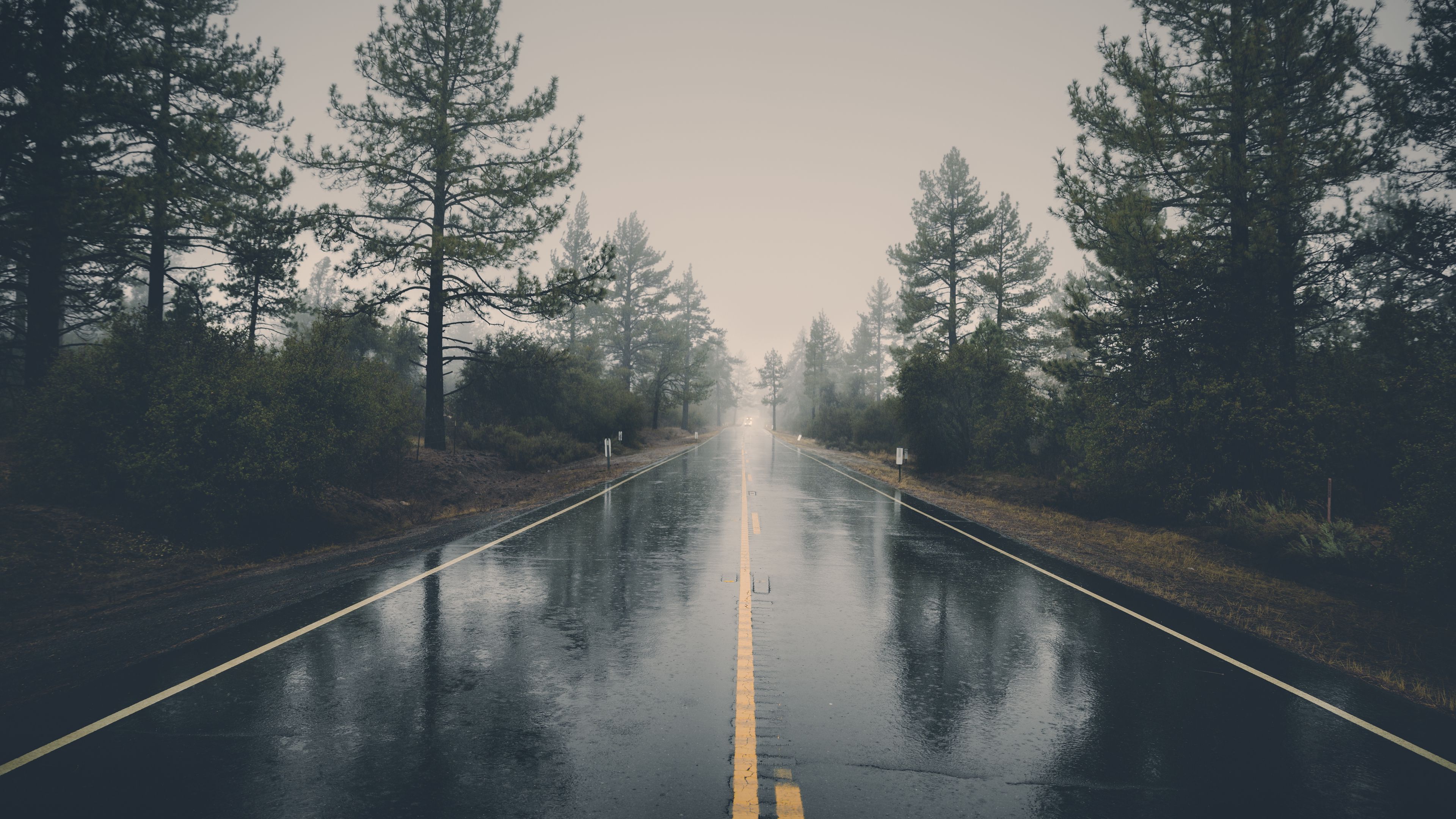 road, asphalt, rain, wet, trees, bushes, 4k, HD Wallpaper