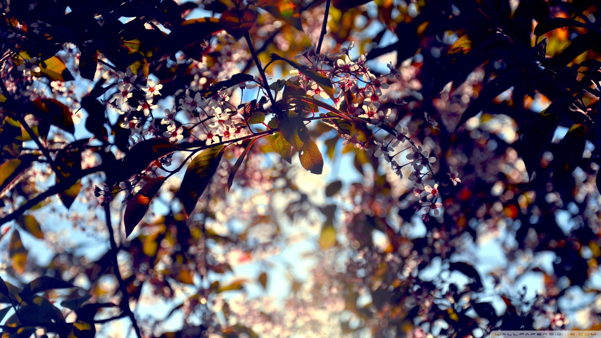 photography, landscape, leaves, sun rays, sky, closeup, depth of field, HD Wallpaper