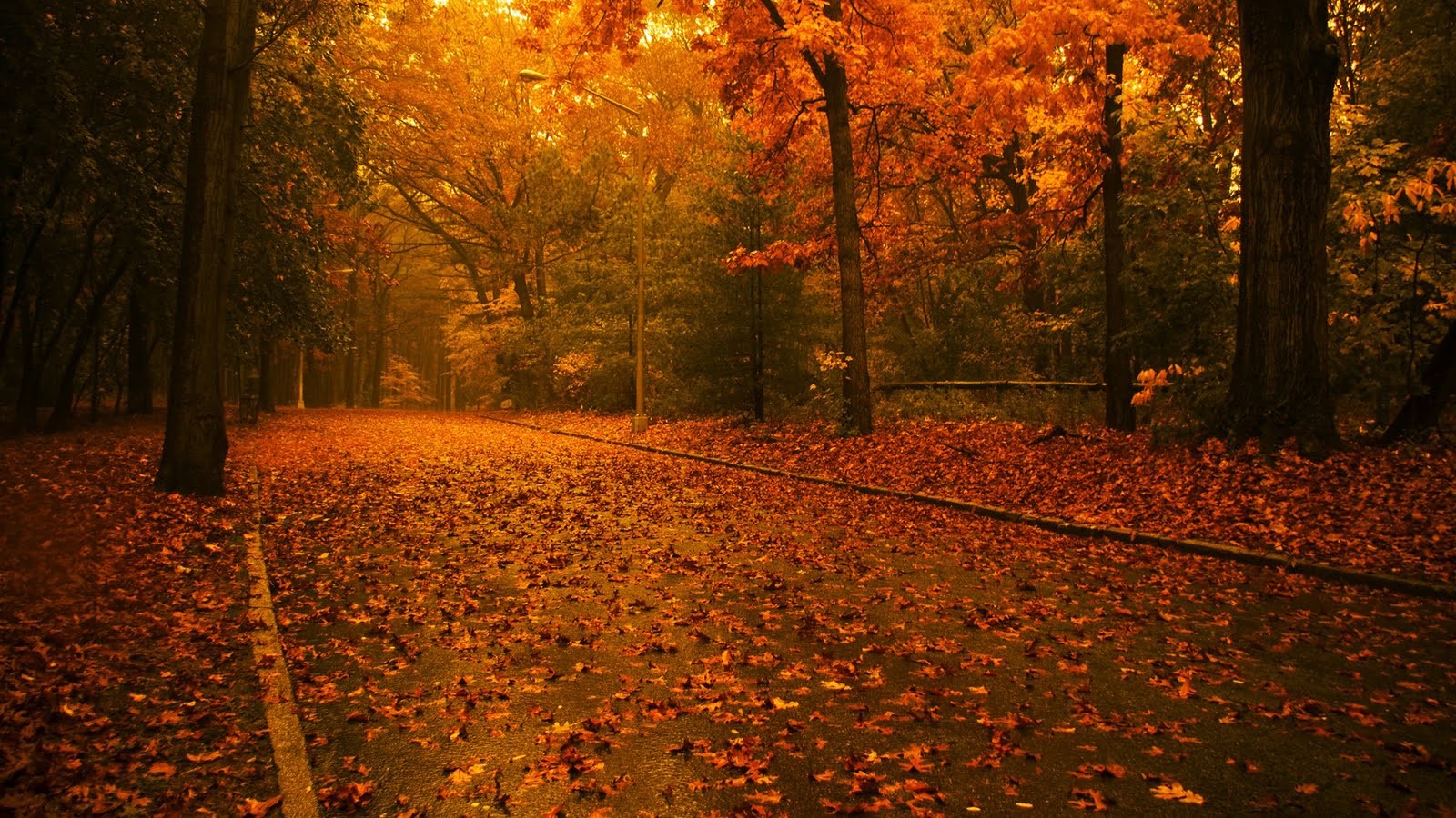 photography, fall, forest, landscape, fallen leaves, leaves, road, HD Wallpaper