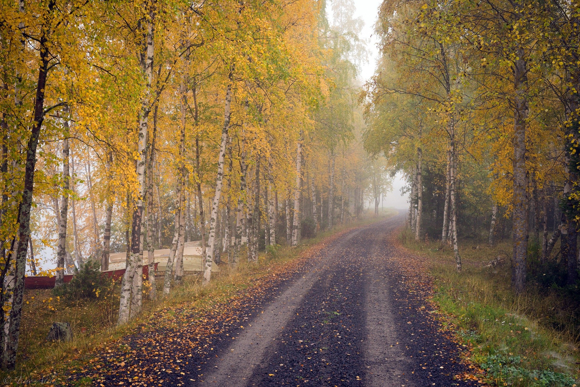 dirt road, trees, fall, HD Wallpaper