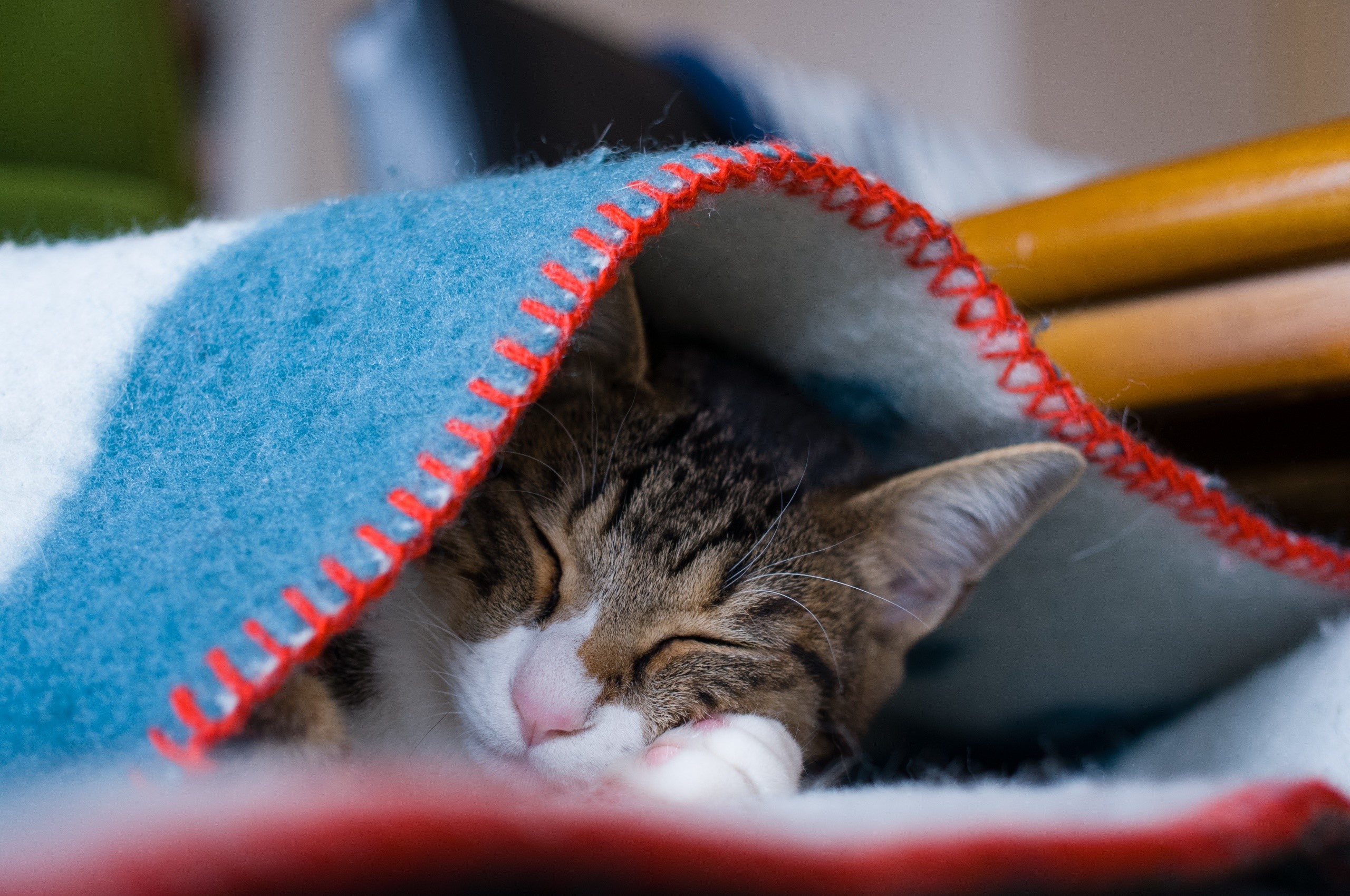 closed eyes, sleeping, cats, animals, HD Wallpaper