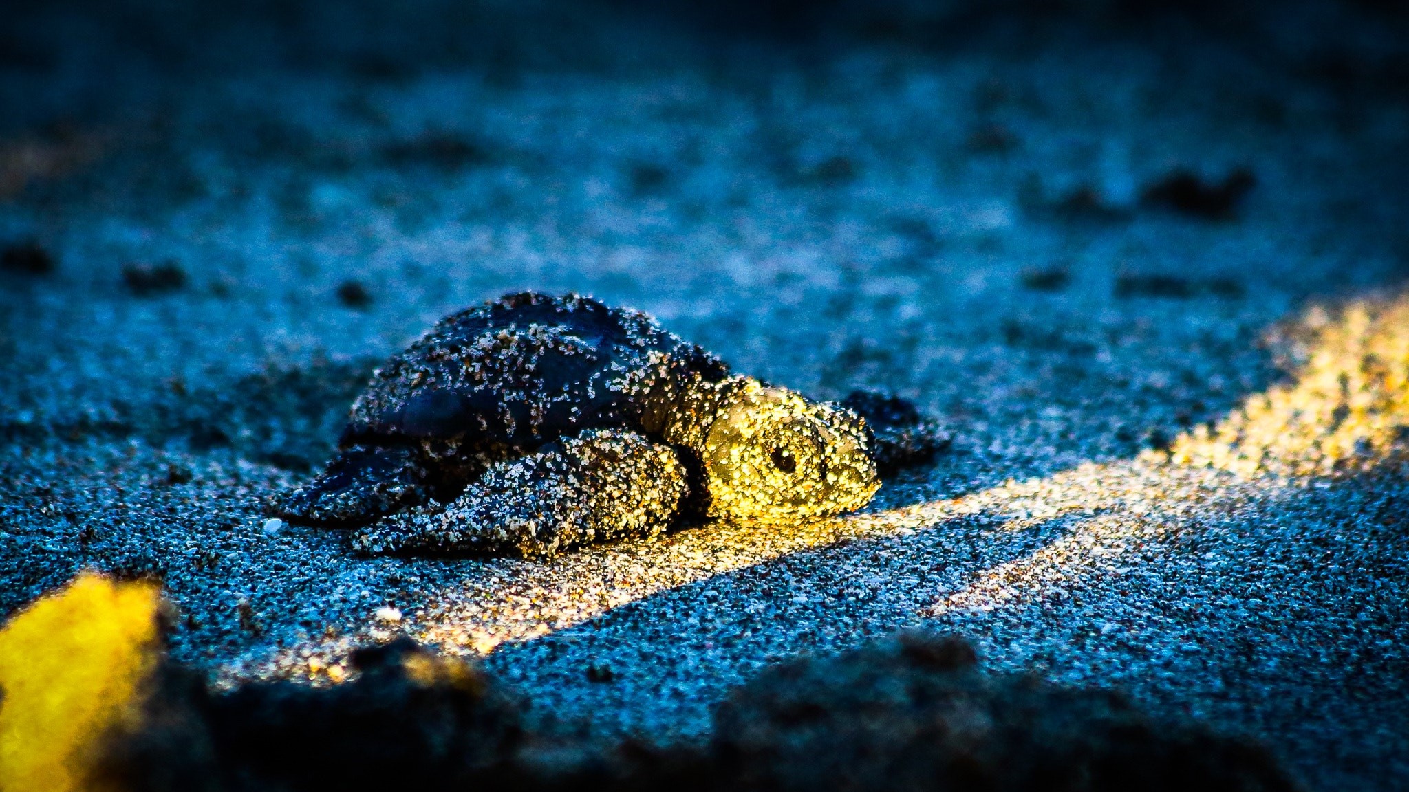 Maÿ Leyvraz, 500px, turtle, baby animals, sand, blue, animals, sunlight, macro, HD Wallpaper