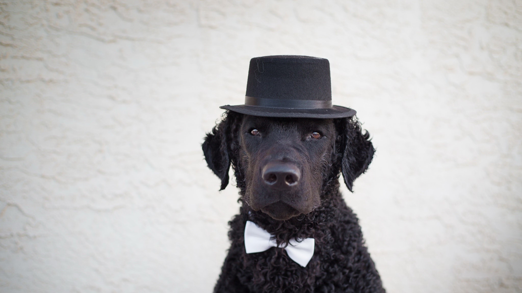 dog, animals, hat, simple background, HD Wallpaper