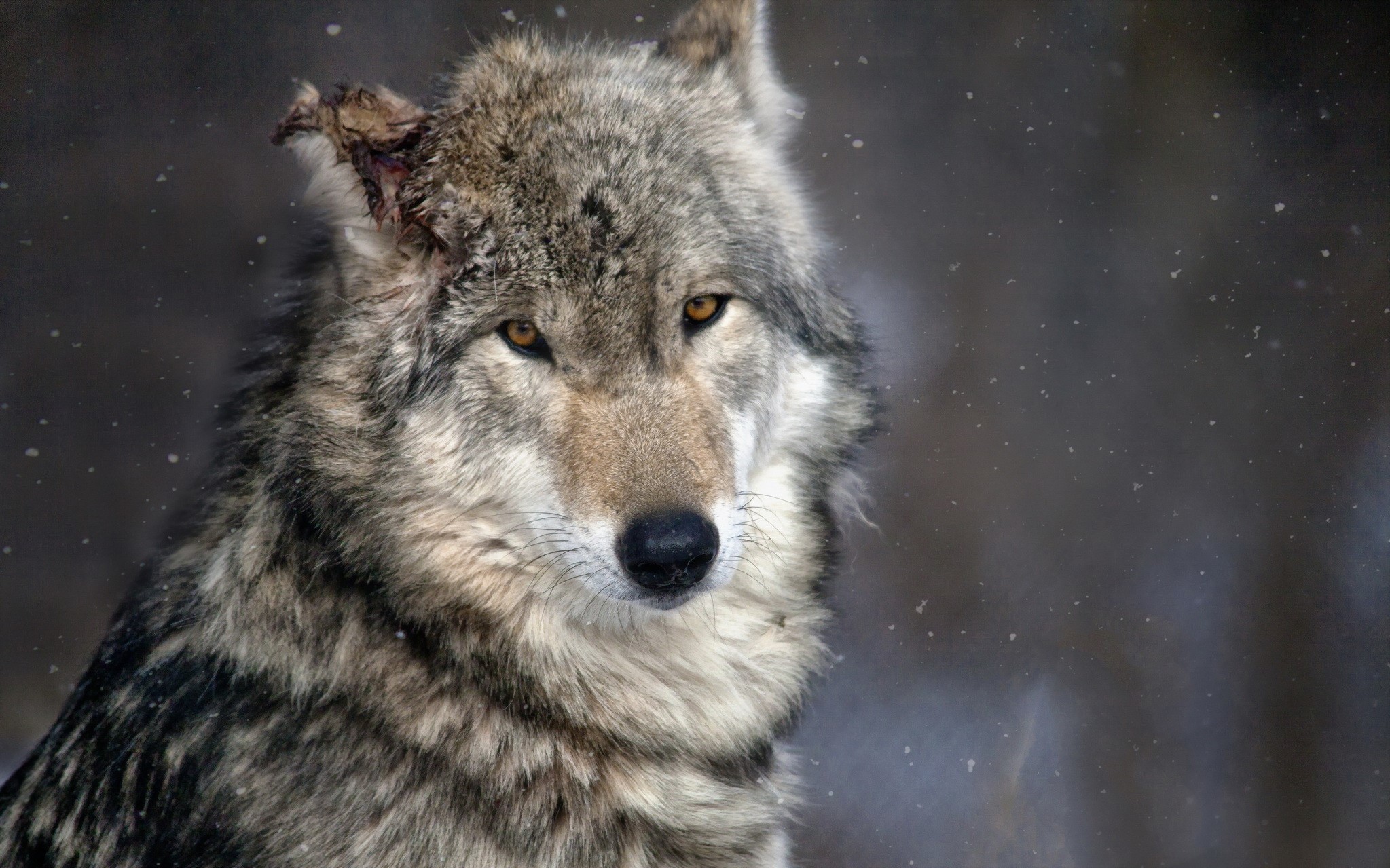 wolf, animals, nature, outdoors, HD Wallpaper