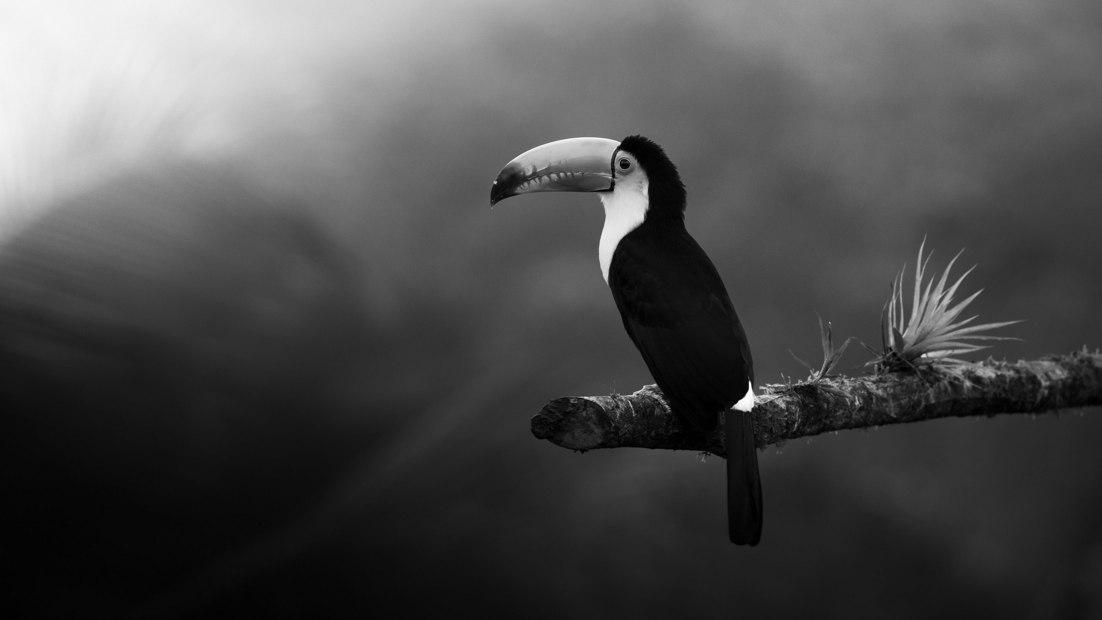 toucan, bird, bw, beak, branch, 4k, HD Wallpaper
