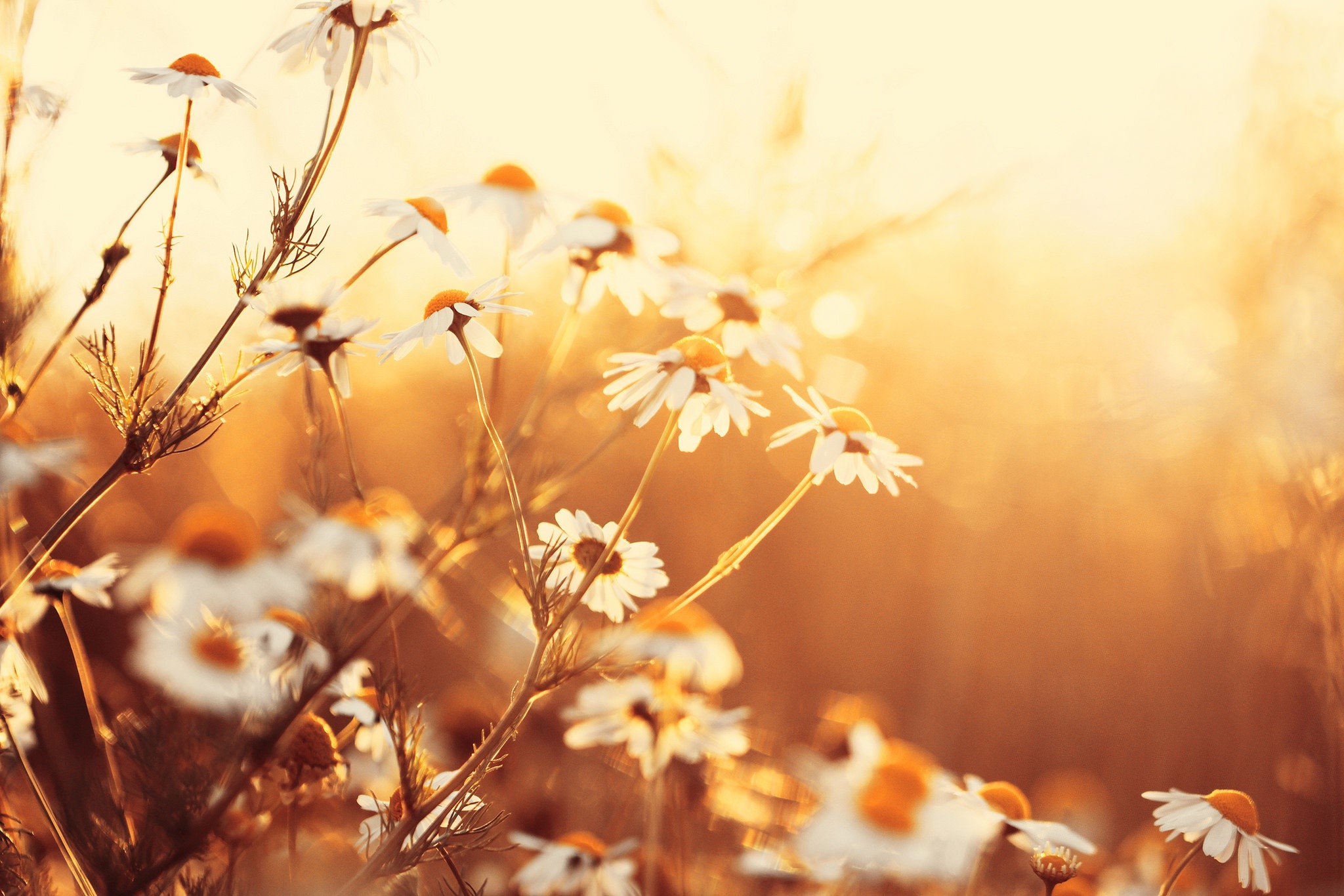 sunlight, flowers, plants, HD Wallpaper