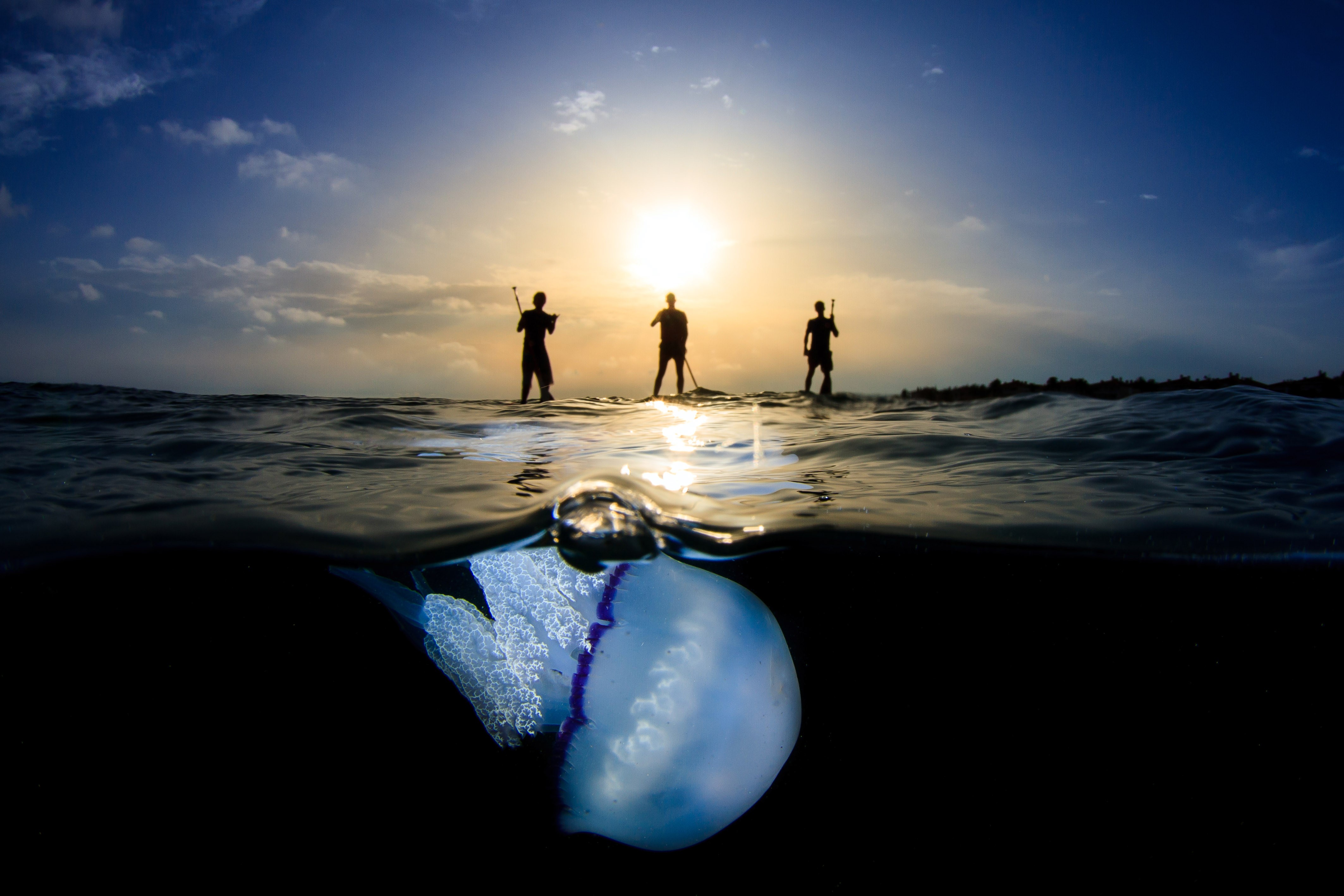 nature, sea, water, men, underwater, silhouette, jellyfish, closeup, sunrise, Sun, clouds, bubbles, HD Wallpaper