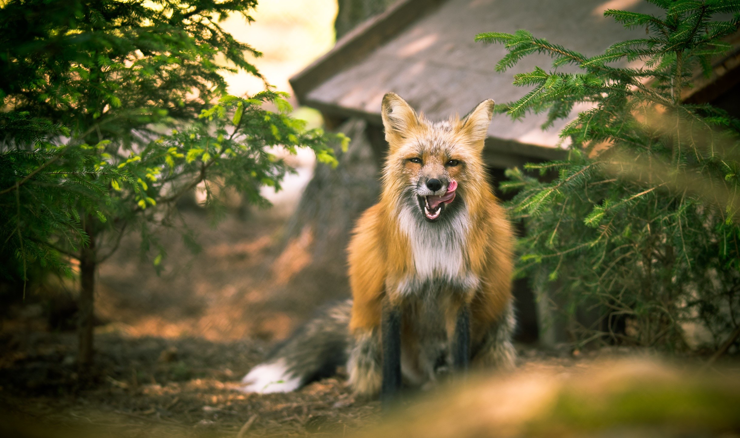 fox, animals, outdoors, trees, HD Wallpaper