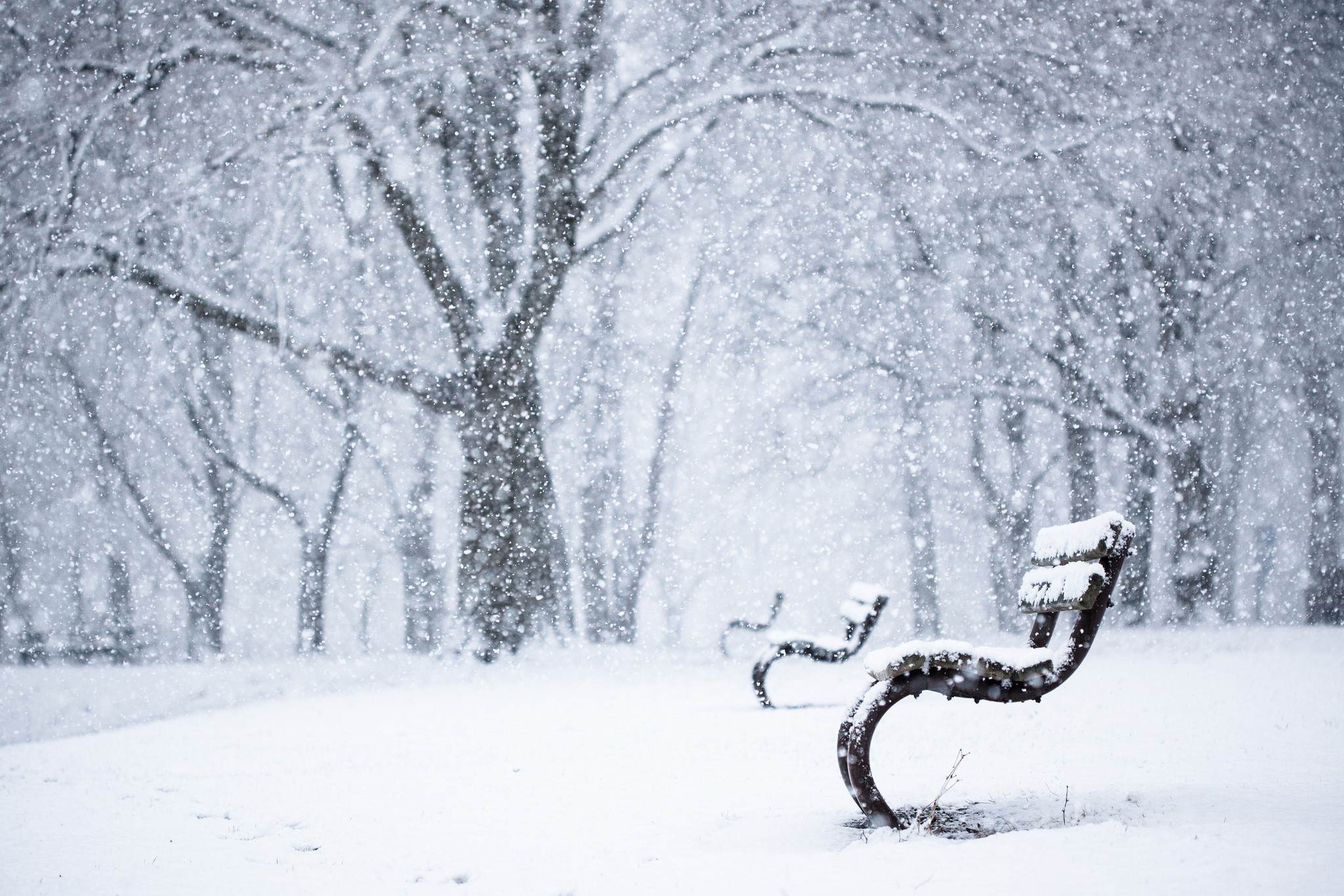 park, trees, bench, winter, HD Wallpaper