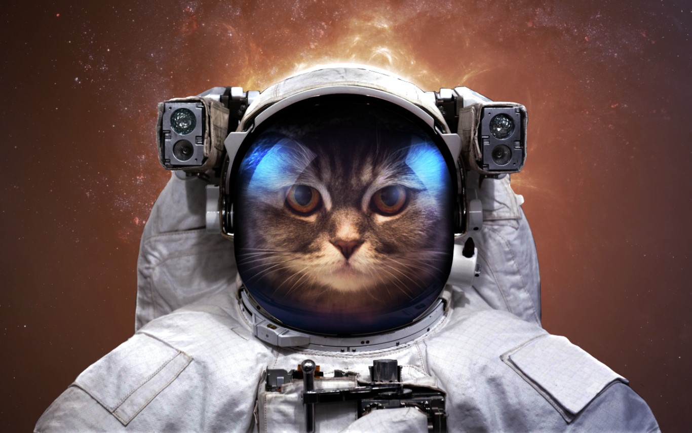 astronaut, cats, space, humor, Vadim Sadovski, HD Wallpaper