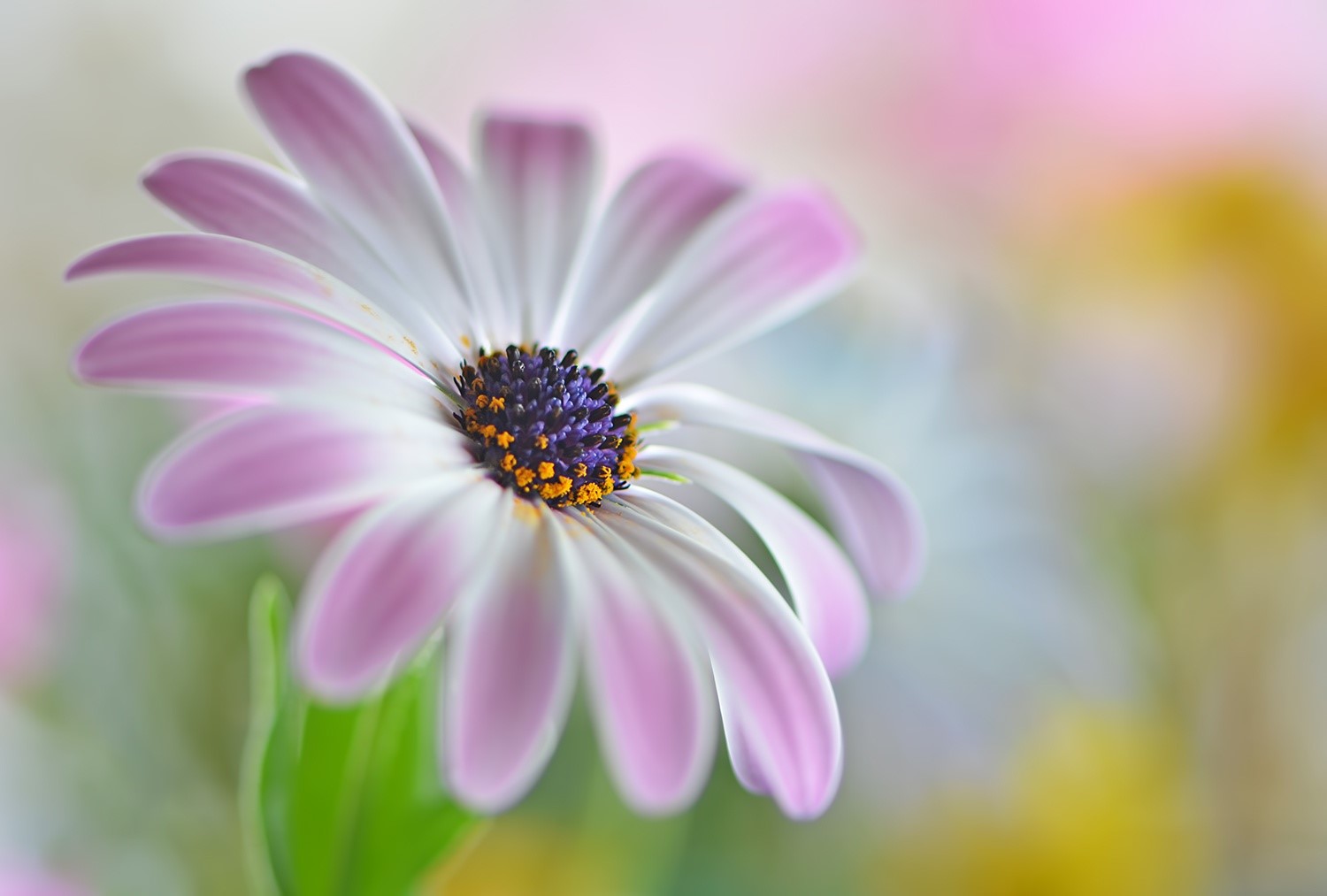 nature, flowers, pink flowers, plants, blurred, macro, vibrant, HD Wallpaper