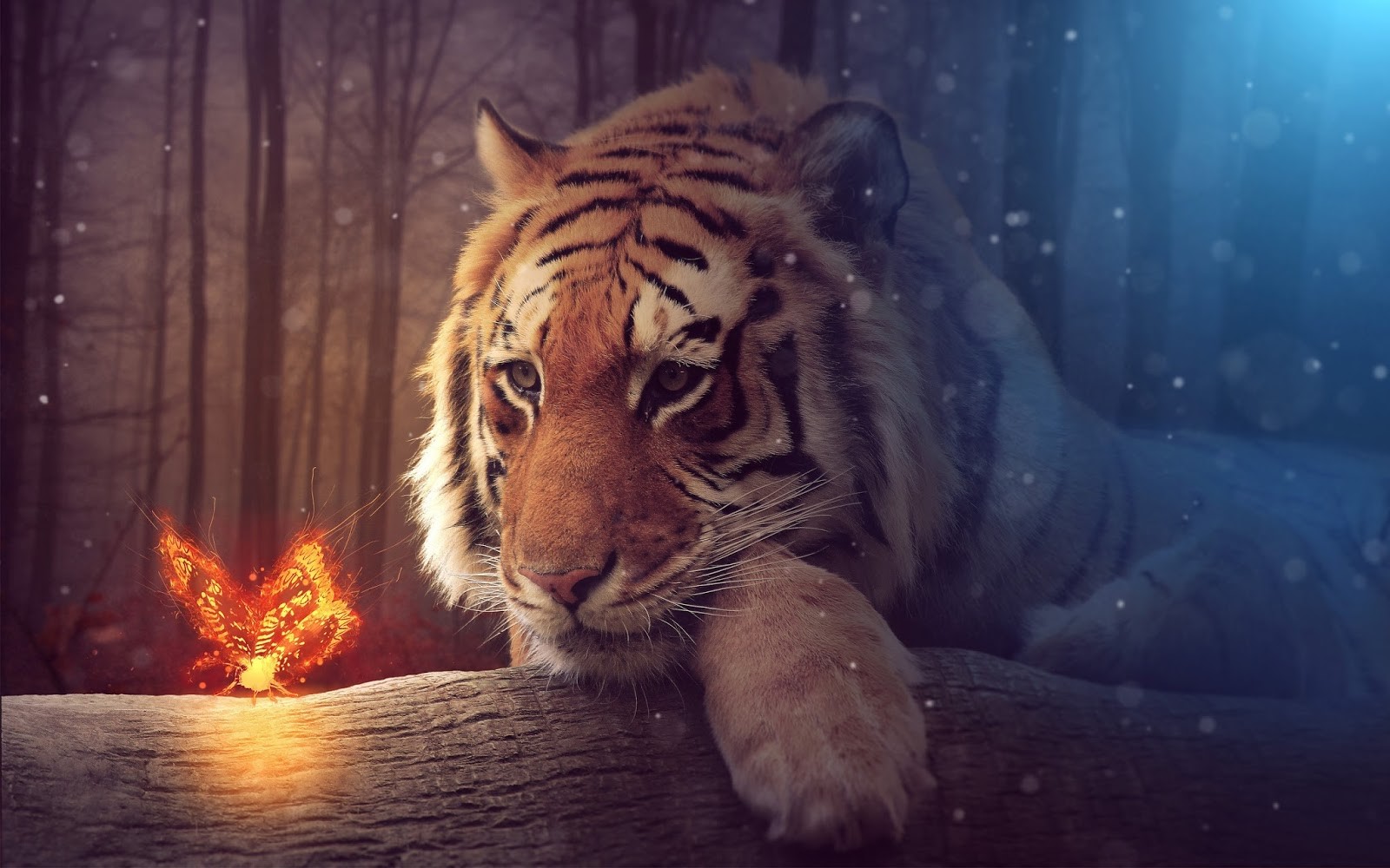 tiger, animals, depth of field, HD Wallpaper