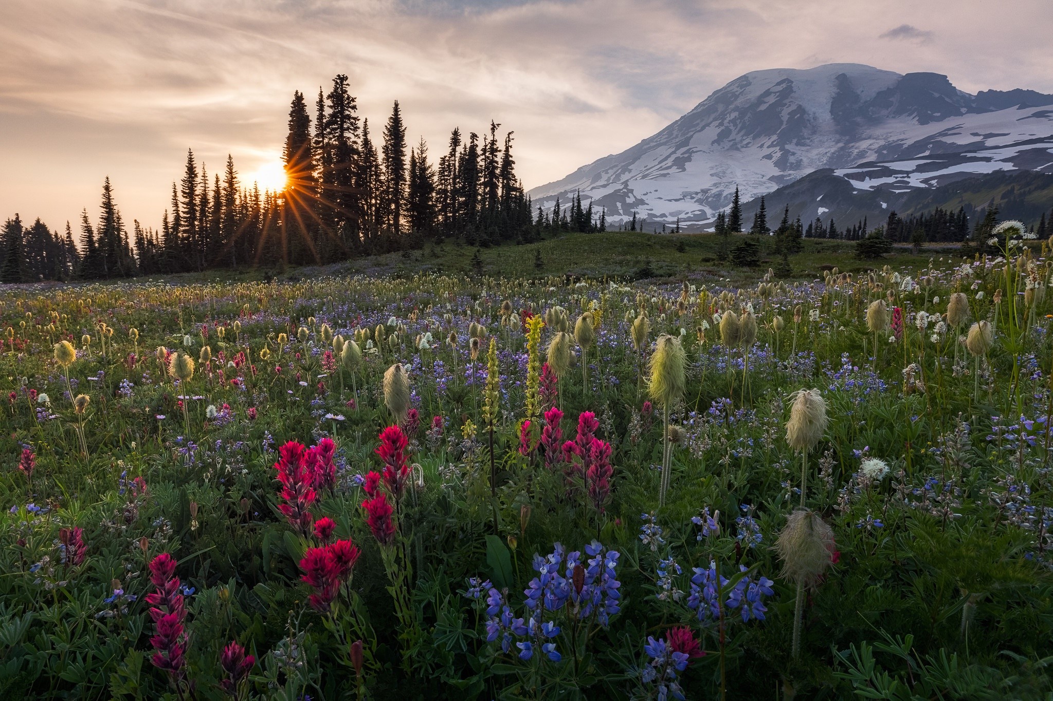 landscape, mountains, flowers, plants, outdoors, sunlight, HD Wallpaper