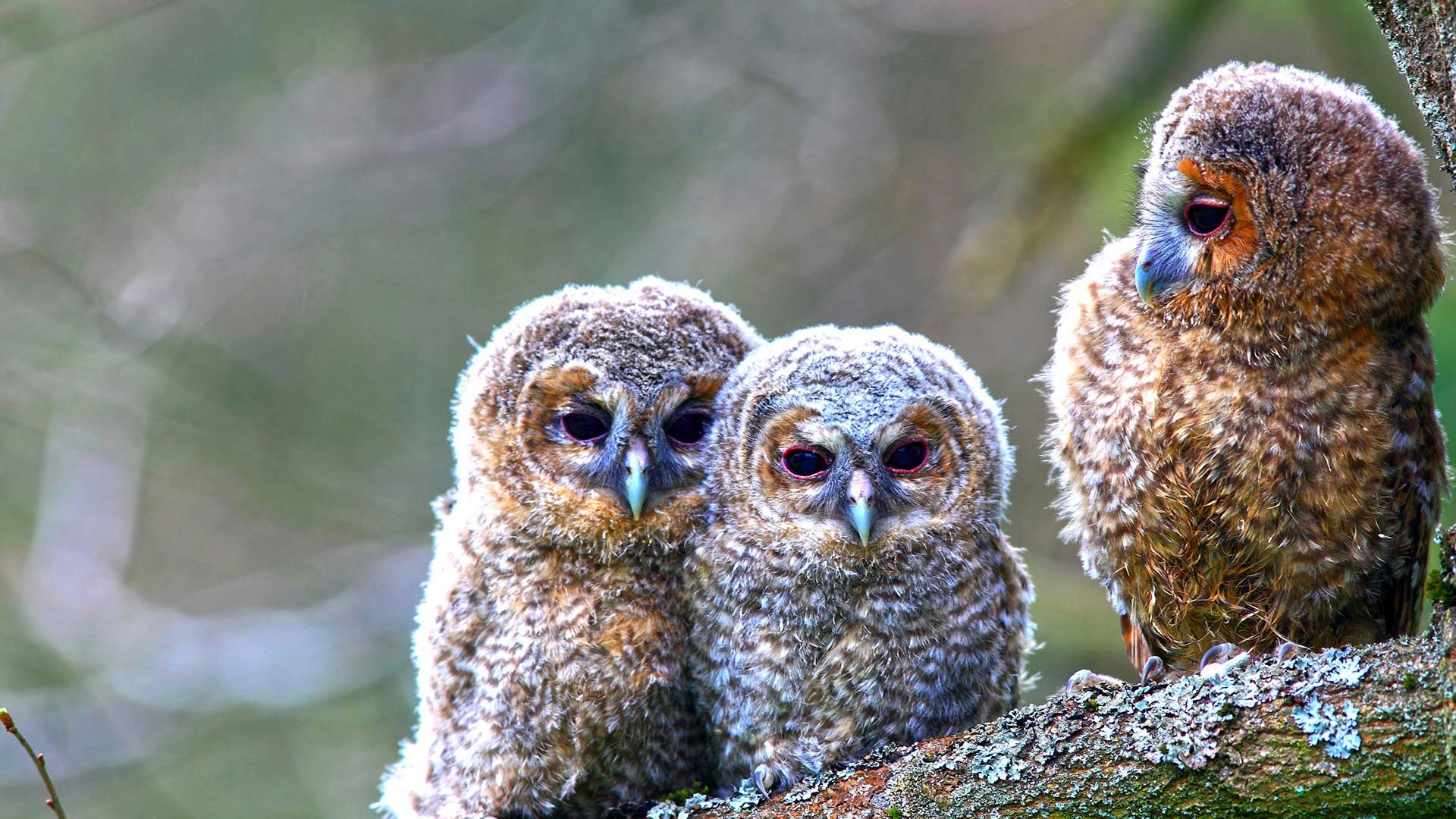 birds, animals, owl, HD Wallpaper