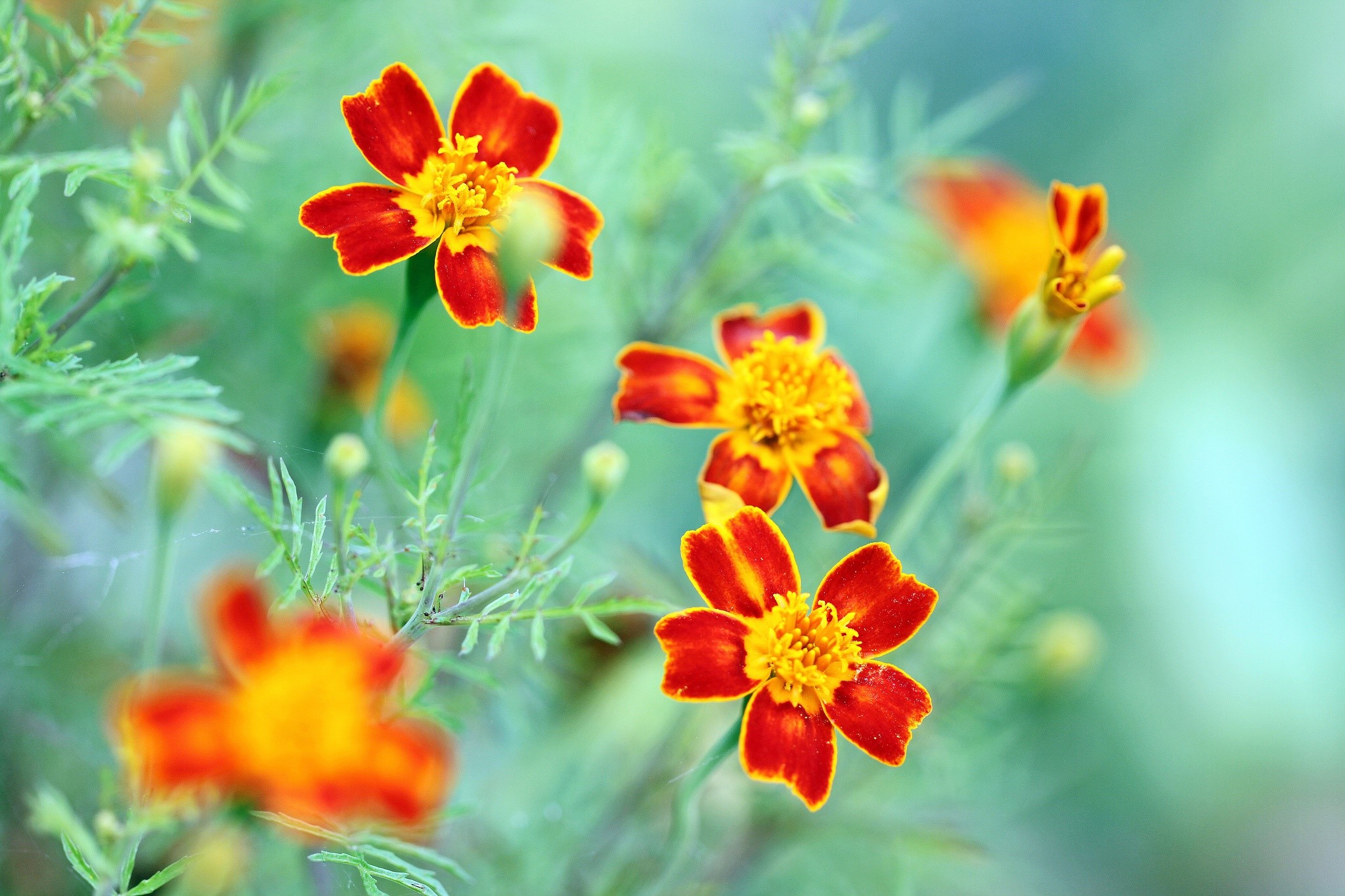 red flowers, plants, flowers, nature, HD Wallpaper