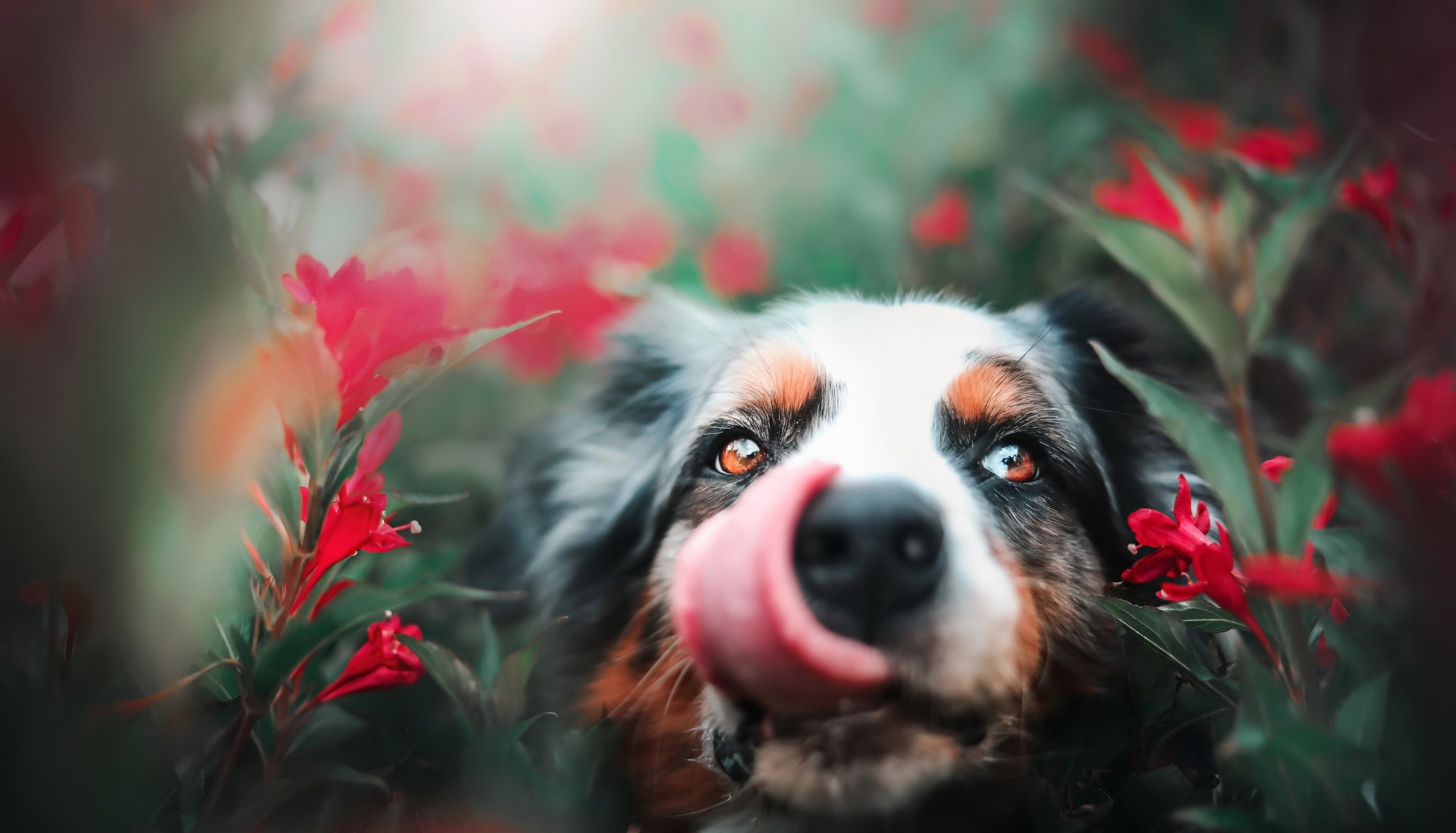 blurred, red, tongues, dog, animals, plants, HD Wallpaper