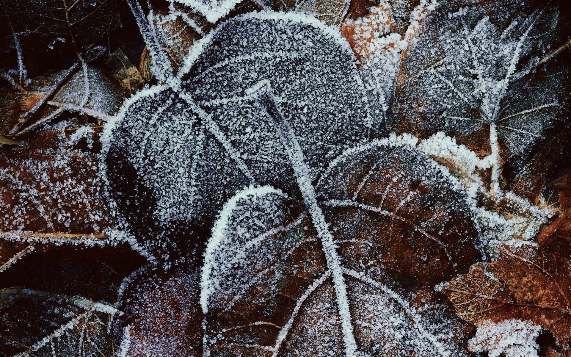 leaves, winter, frost, macro, HD Wallpaper