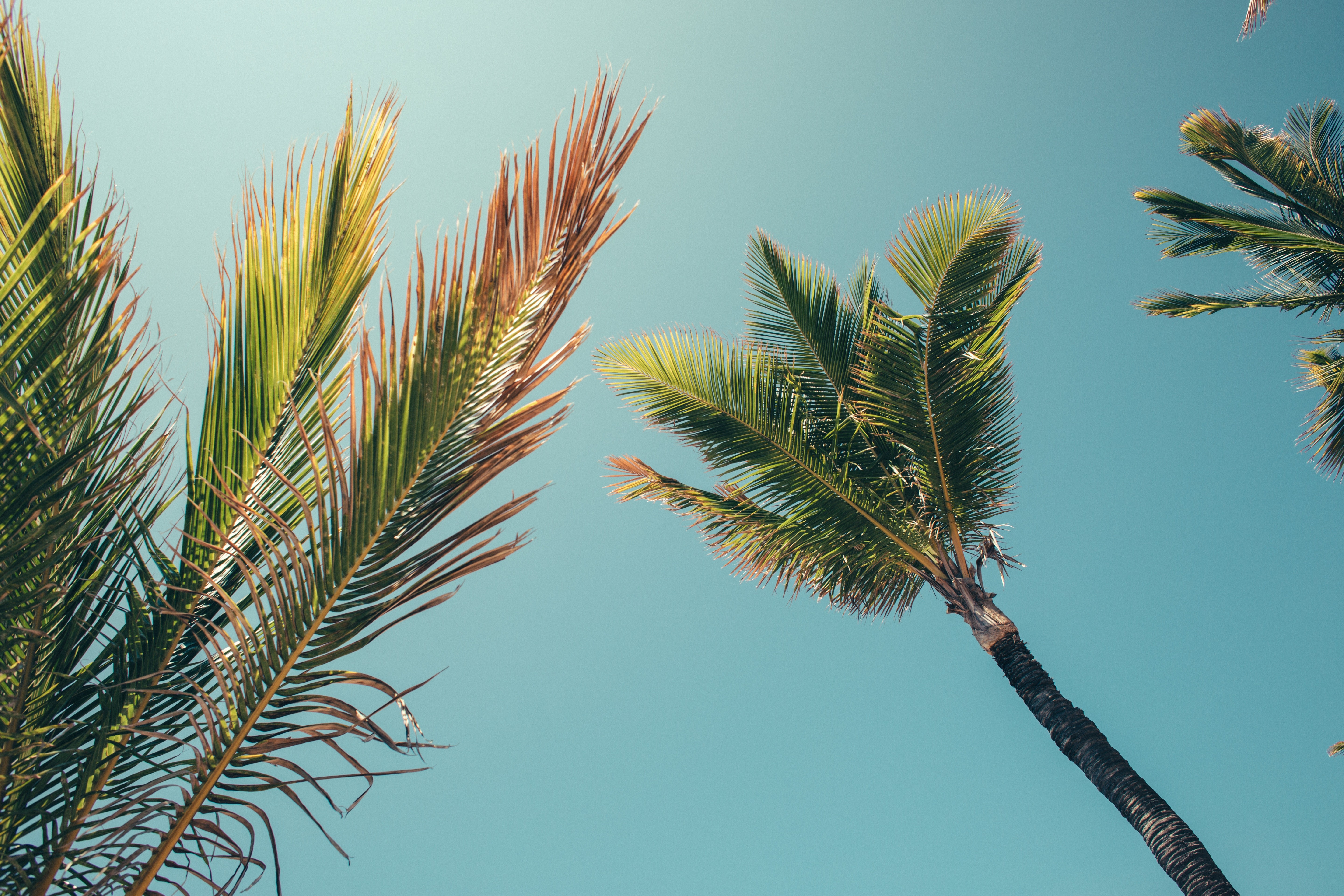 palm trees, summer, clear sky, HD Wallpaper