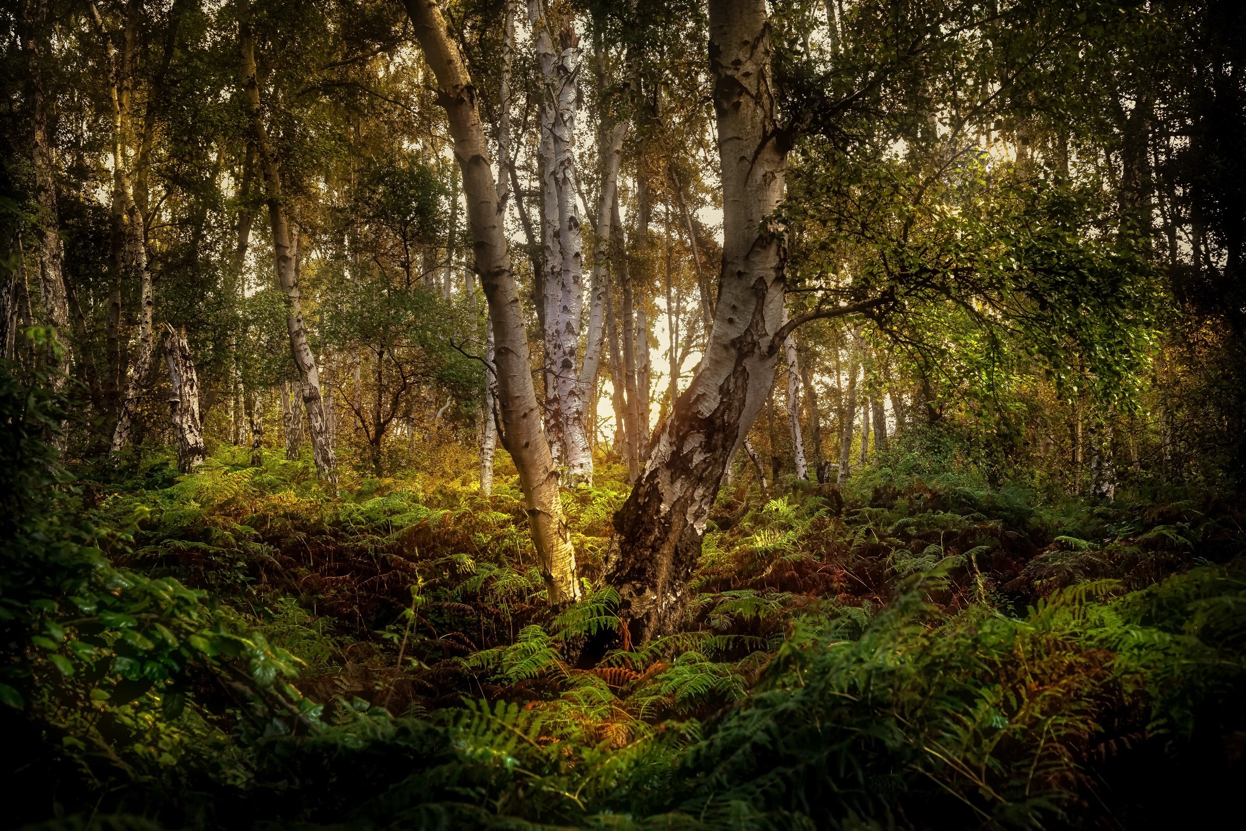 forest, nature, trees, ferns, HD Wallpaper