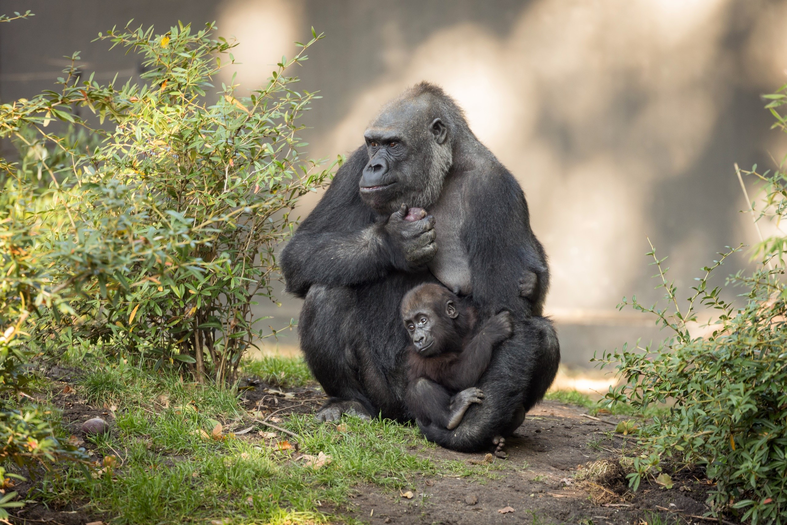 Mother, children, baby animals, love, apes, dirt, HD Wallpaper