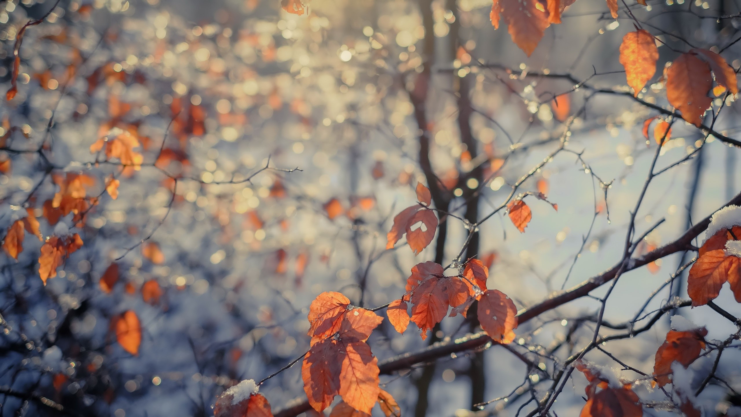 leaves, trees, nature, fall, HD Wallpaper