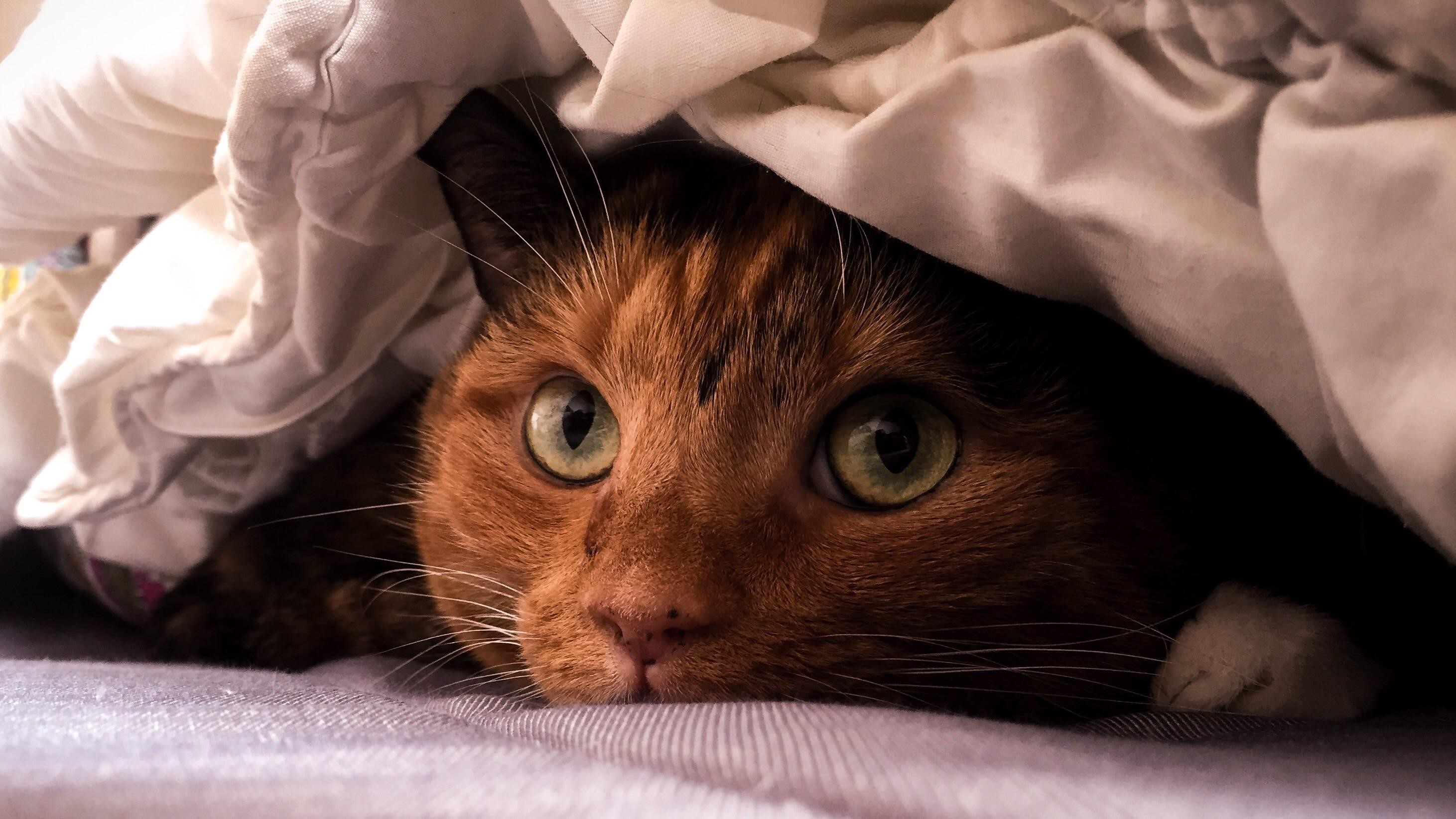cats, blankets, closeup, HD Wallpaper