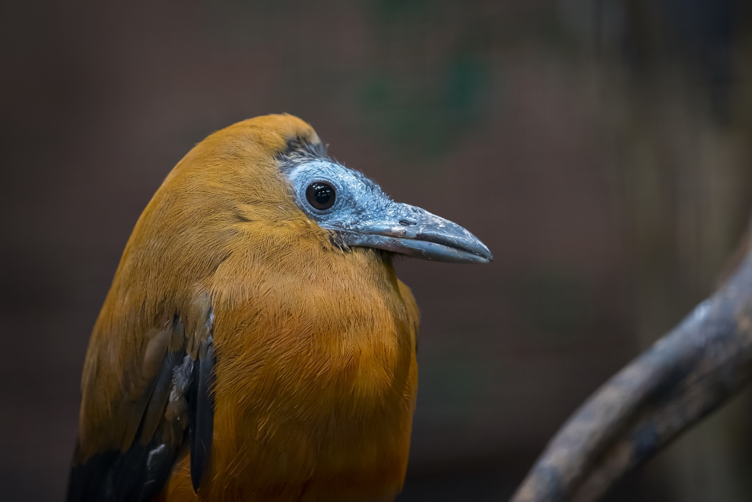 animals, birds, nature, HD Wallpaper