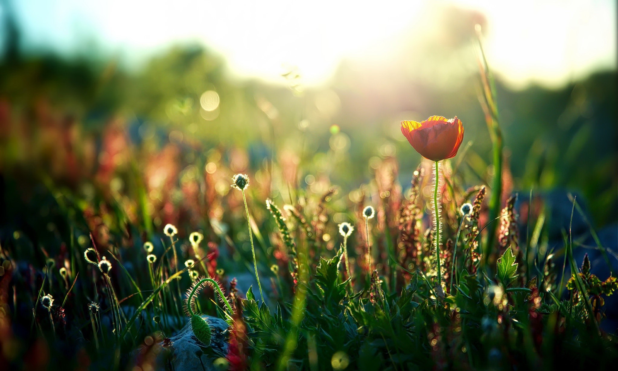 plants, nature, flowers, colorful, sunlight, vibrant, HD Wallpaper