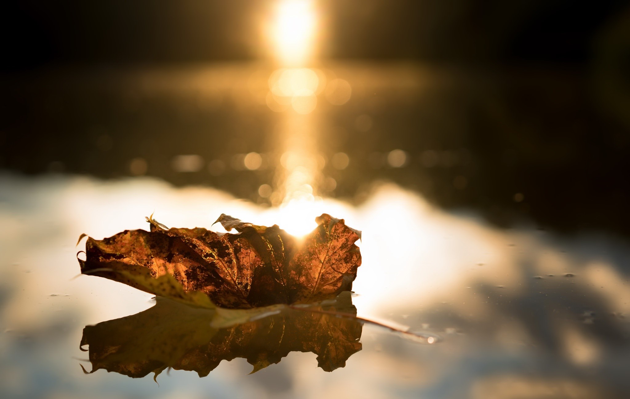 macro, leaves, water, sunlight, HD Wallpaper