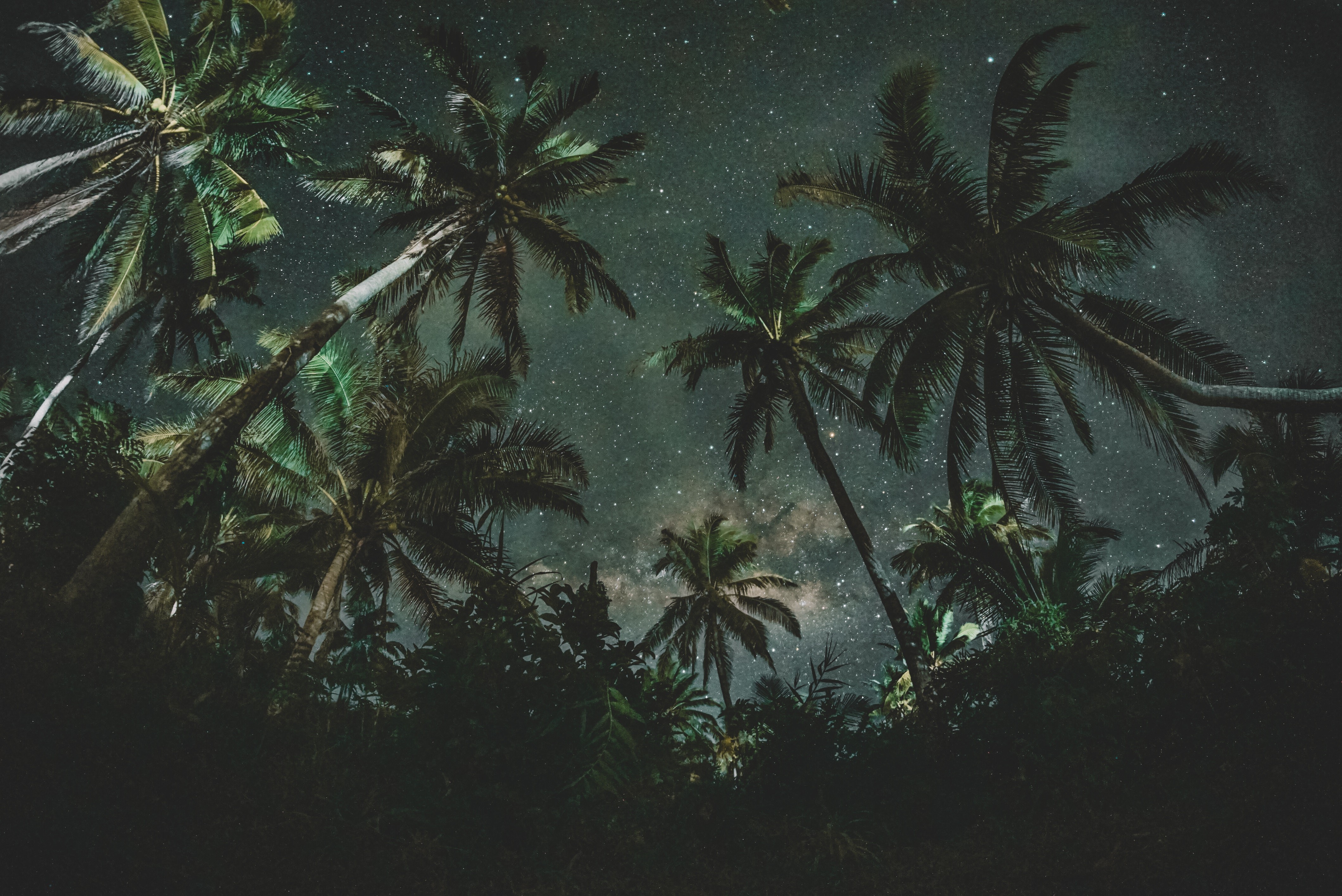 nature, starry night, night, palm trees, dark, HD Wallpaper