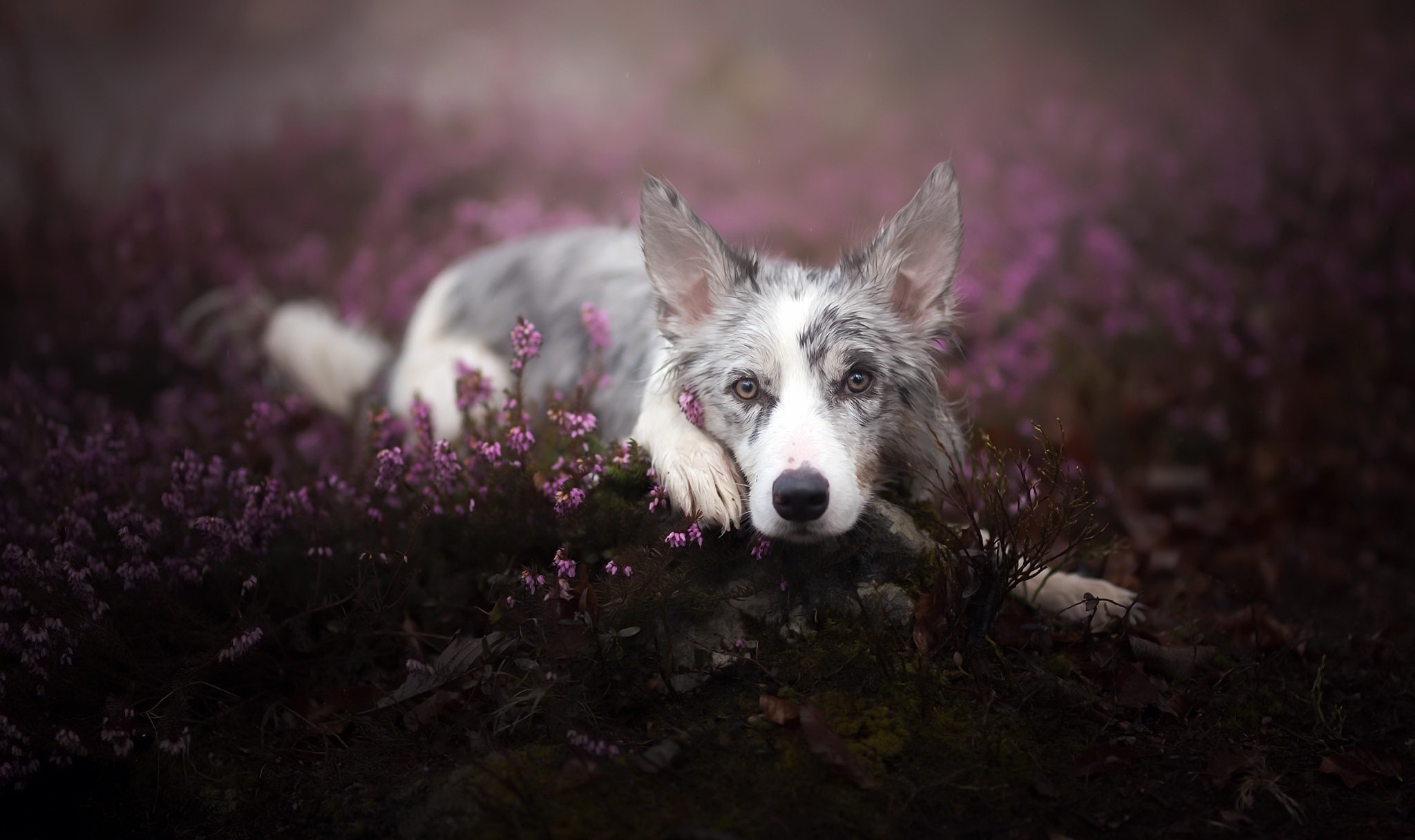 nature, dark, plants, animals, dog, purple, HD Wallpaper