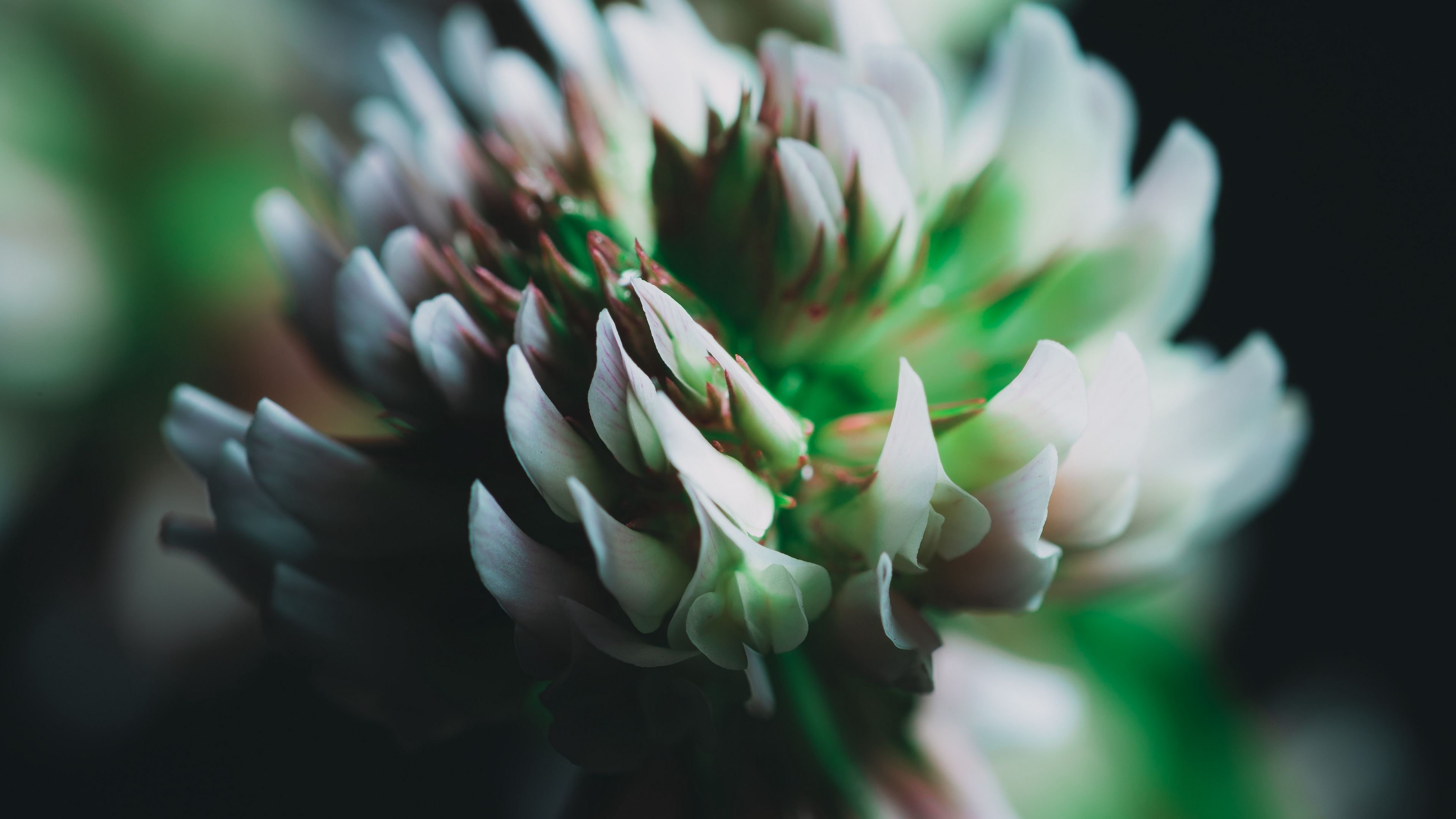 clover, flower, inflorescence, macro, closeup, 4k, HD Wallpaper