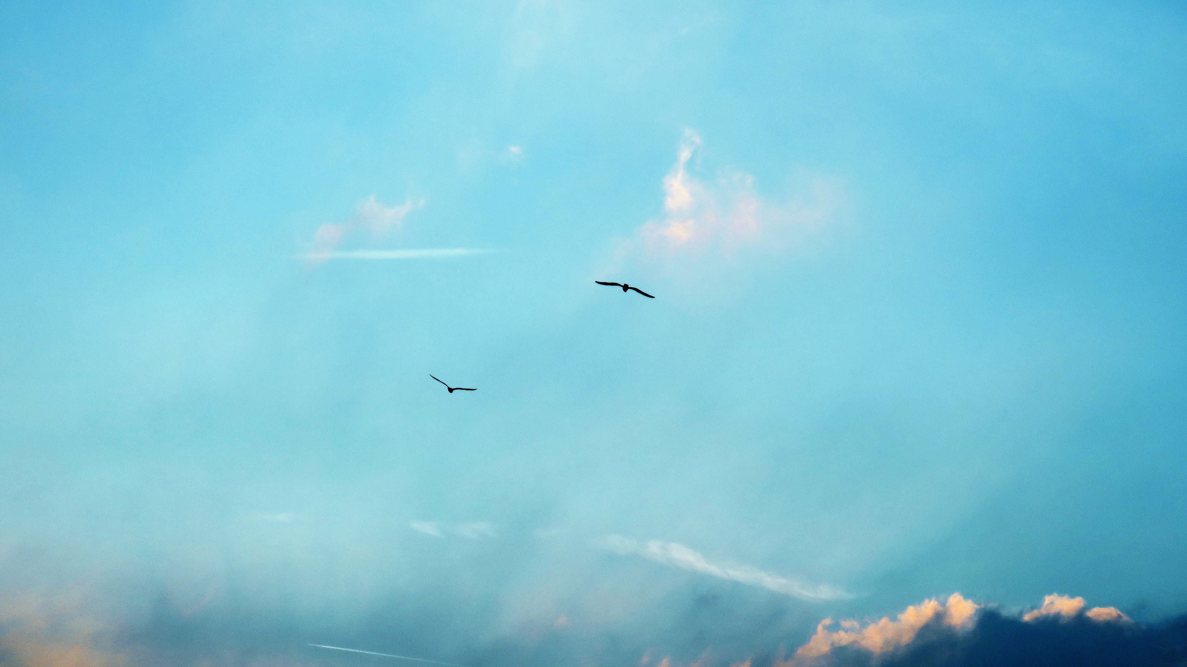 birds, silhouettes, flight, sky, clouds, 4k, HD Wallpaper
