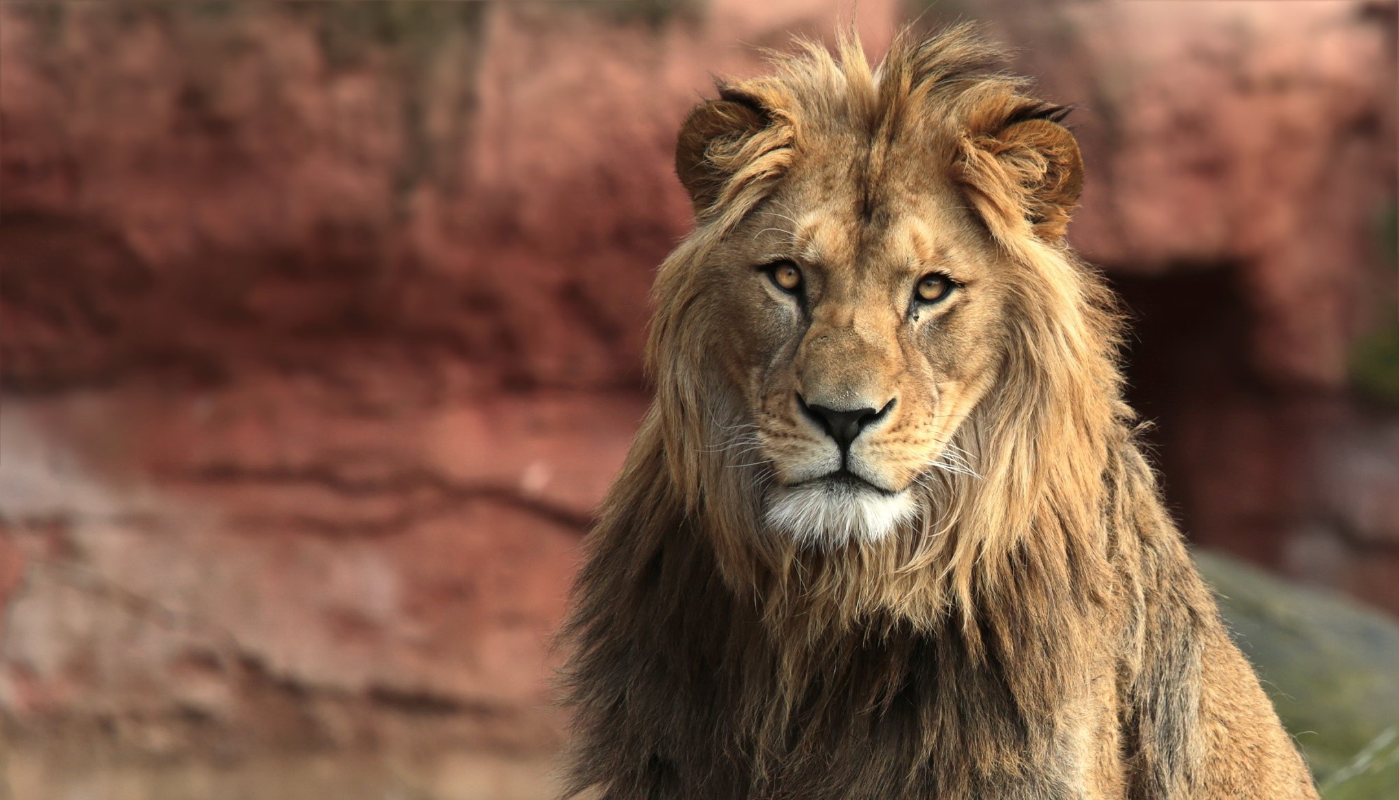 big cats, lion, animals, HD Wallpaper