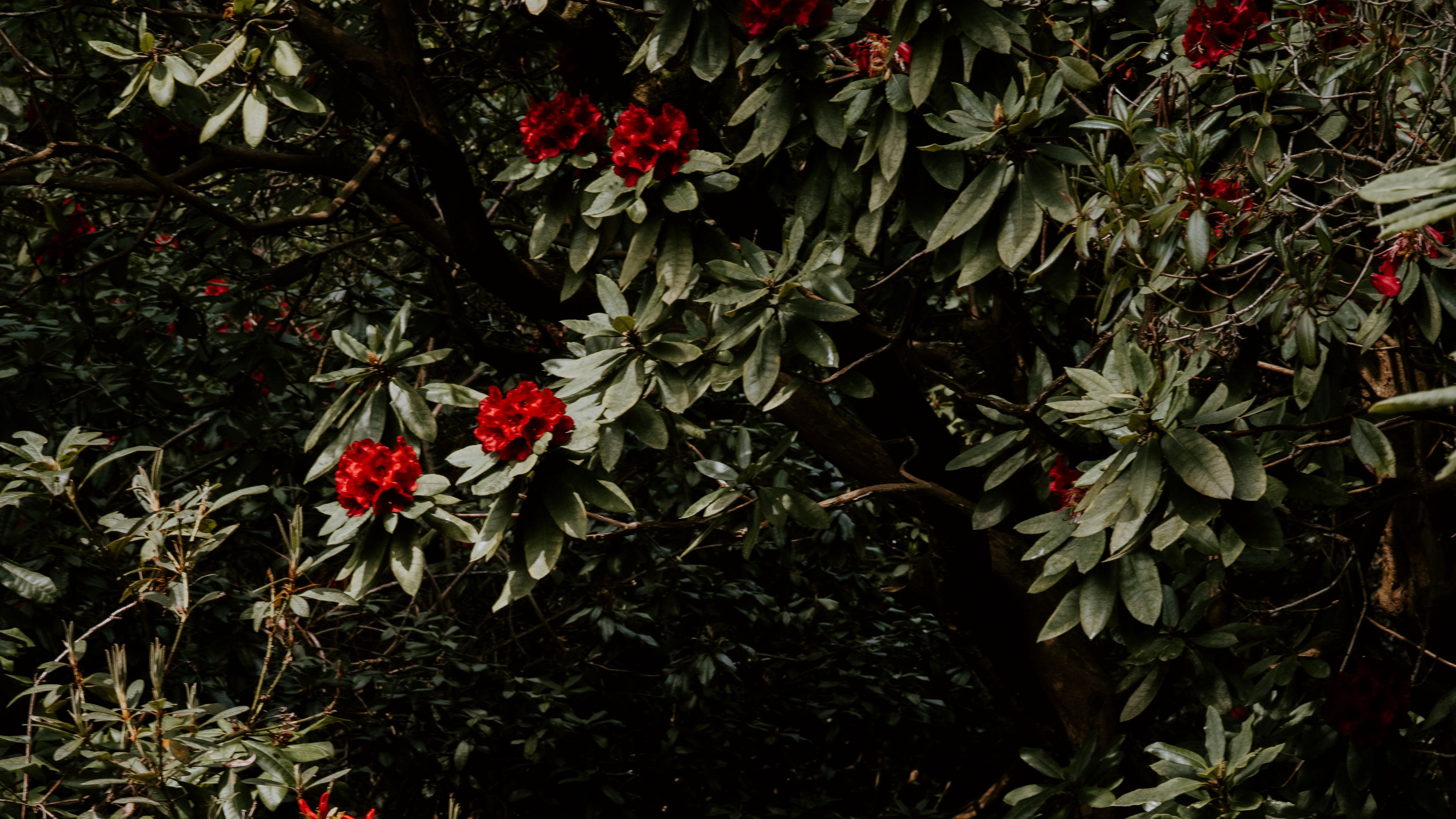 tree, flowers, red, plant, garden, 4k, HD Wallpaper