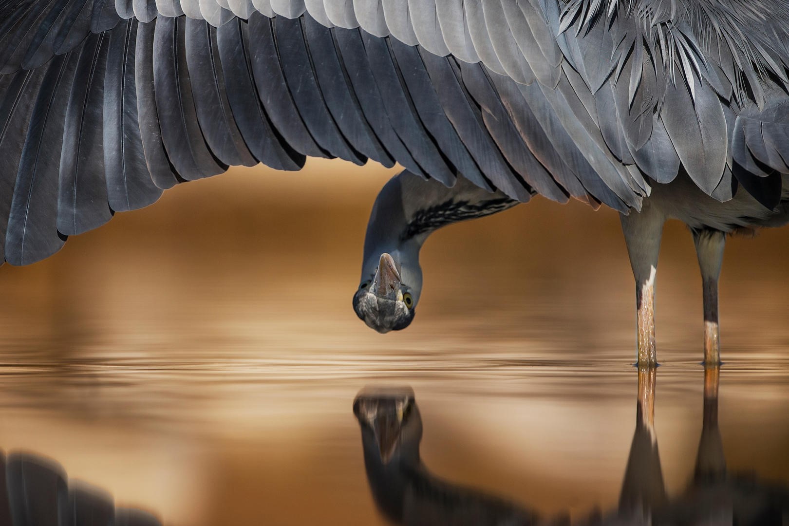 nature, animals, birds, upside down, water, reflection, wings, feathers, HD Wallpaper