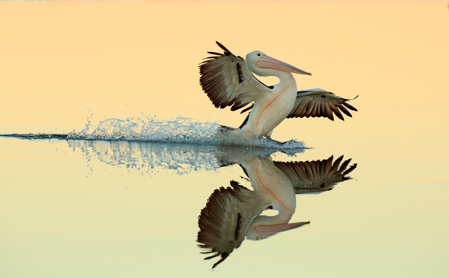 nature, animals, birds, pelicans, water, reflection, wings, simple background, landing, feathers, HD Wallpaper