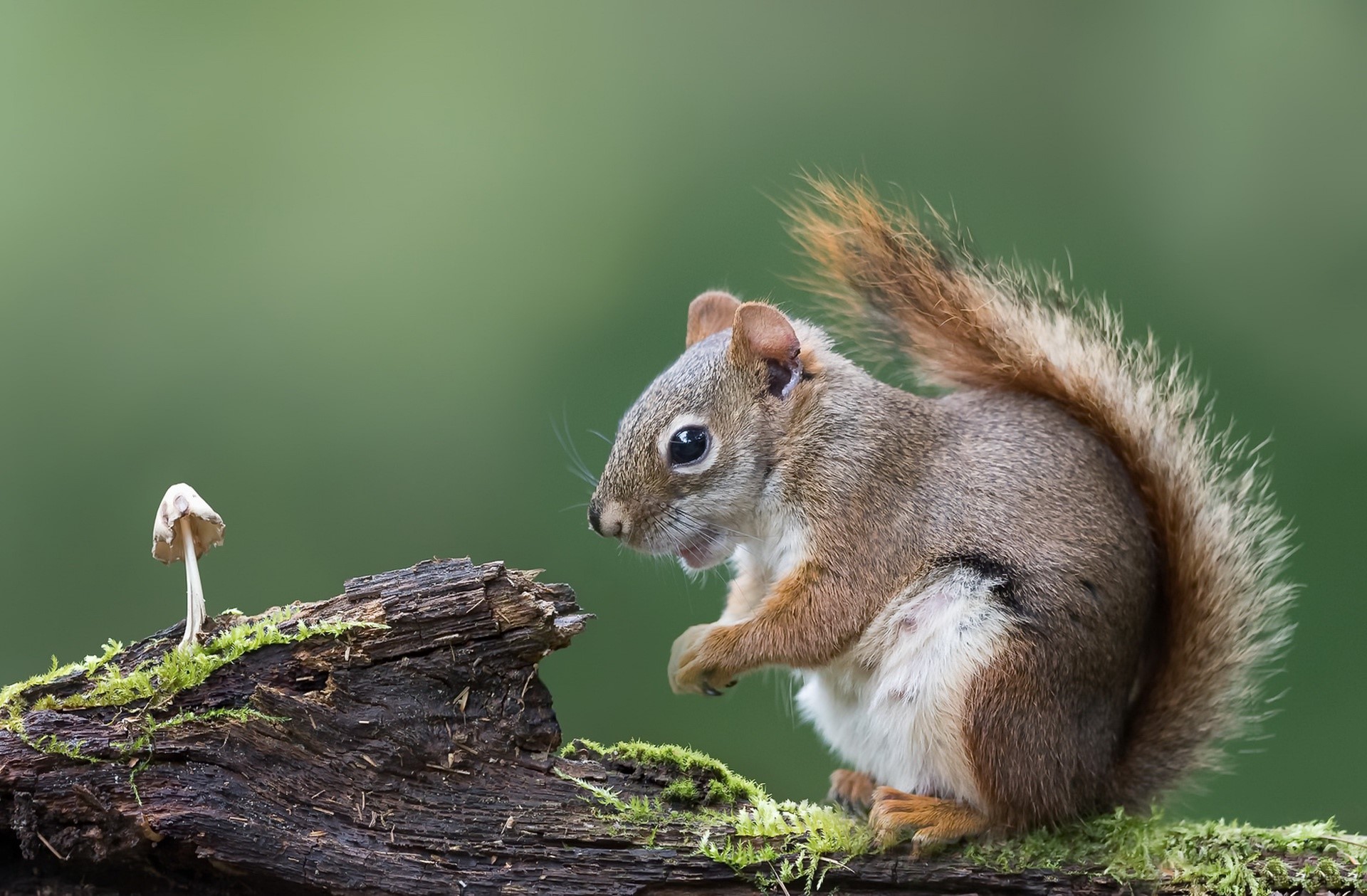 nature, mushroom, squirrel, animals, HD Wallpaper