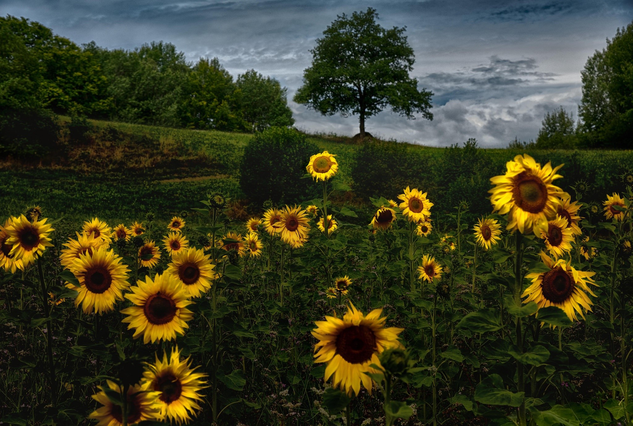 sunflowers, flowers, yellow flowers, field, plants, HD Wallpaper