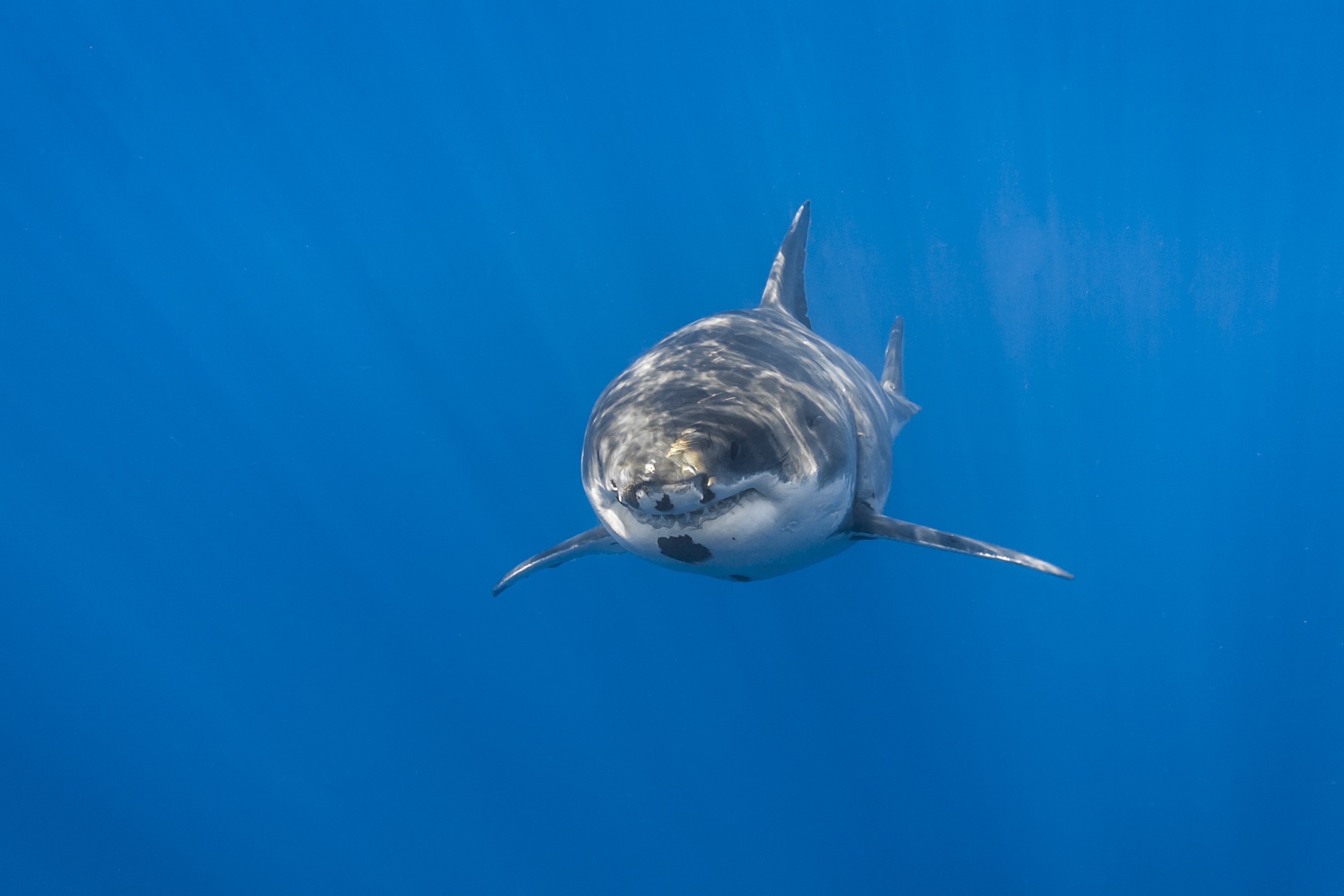 shark, sea, nature, fish, HD Wallpaper