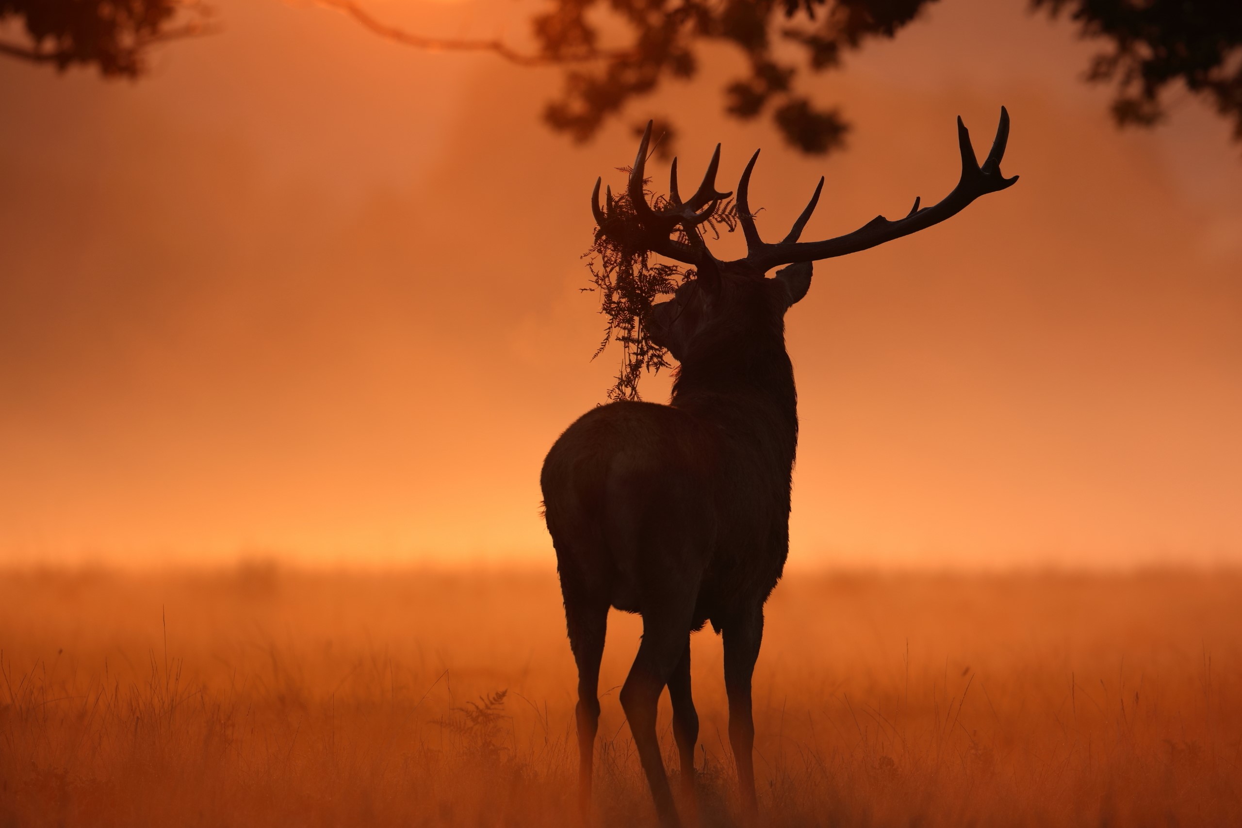 sunlight, deer, nature, animals, HD Wallpaper