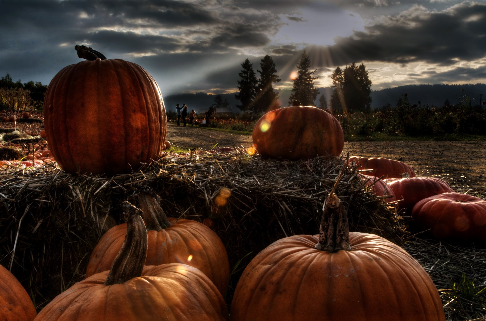 pumpkin, dark, sky, HD Wallpaper